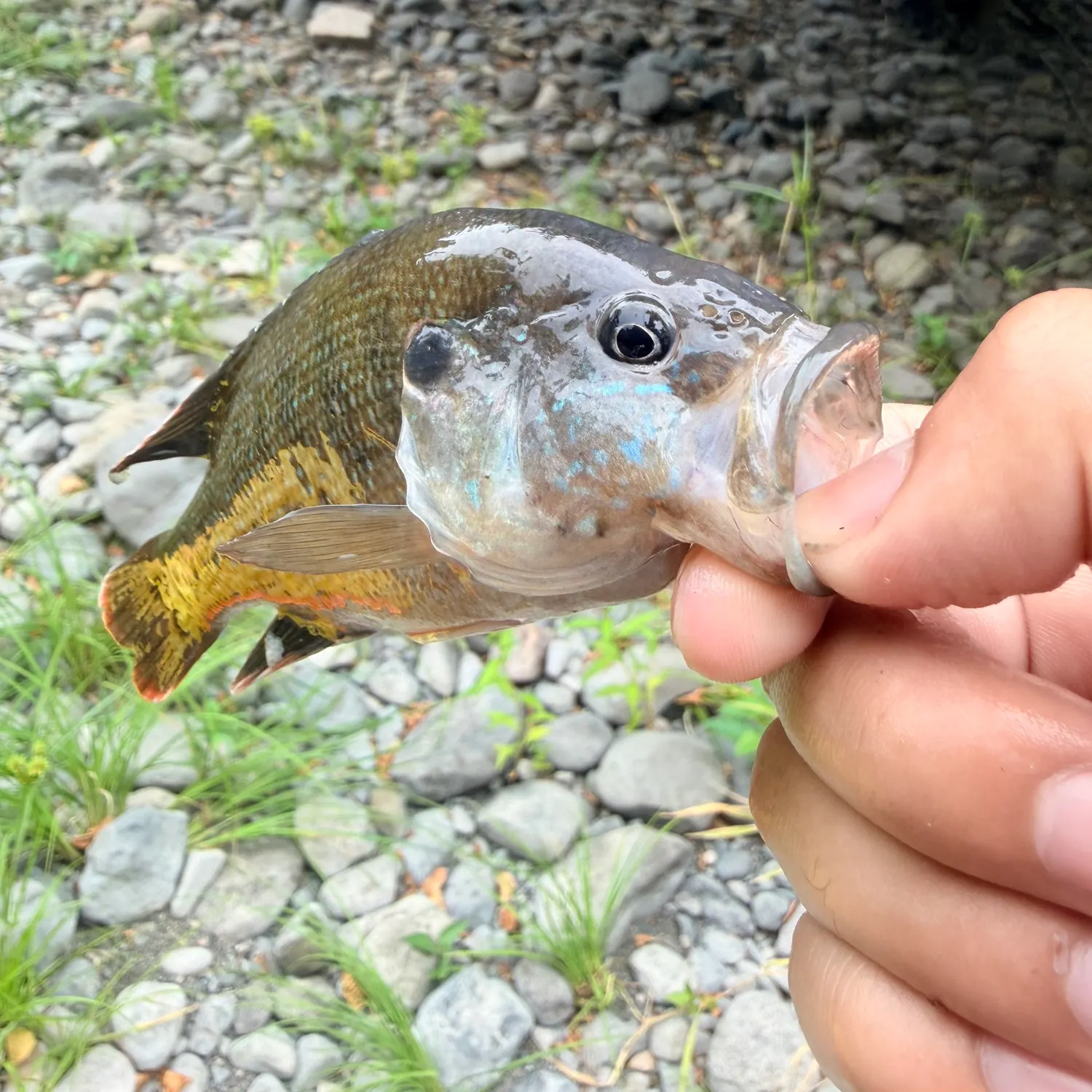 Green sunfish caught on Fishbrain