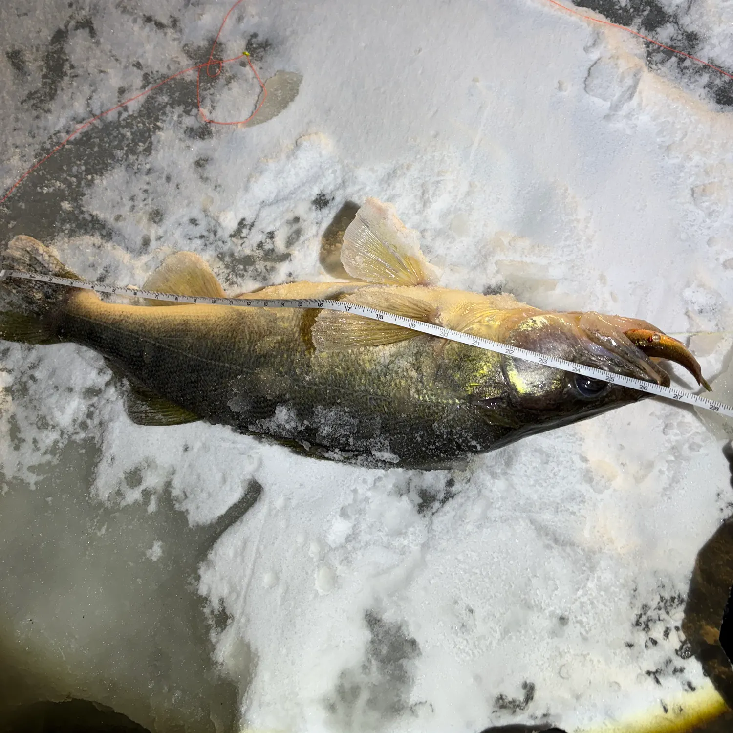 The most recent Walleye catches on Fishbrain