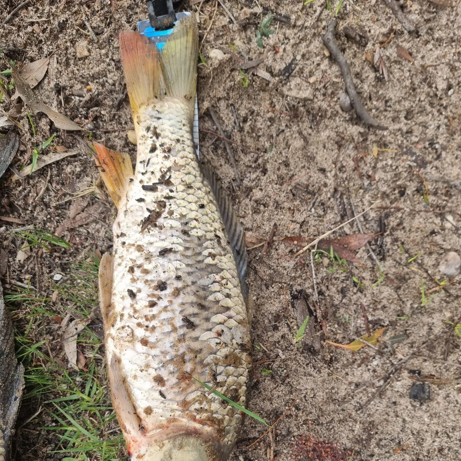 Common carp caught on Fishbrain