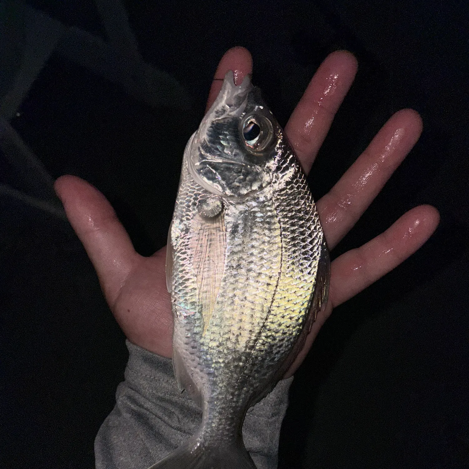 The most recent Irish mojarra catches on Fishbrain