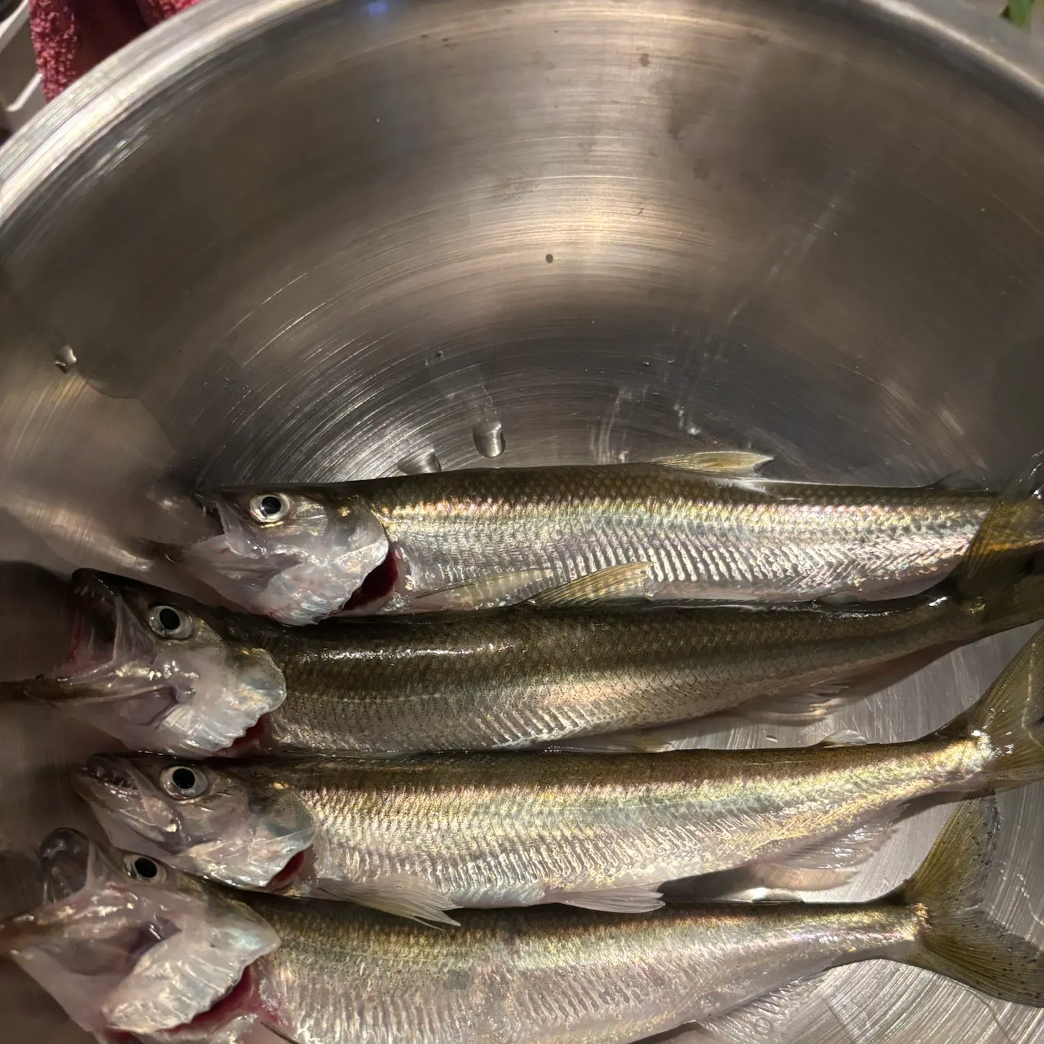 The most recent Atlantic rainbow smelt catches on Fishbrain