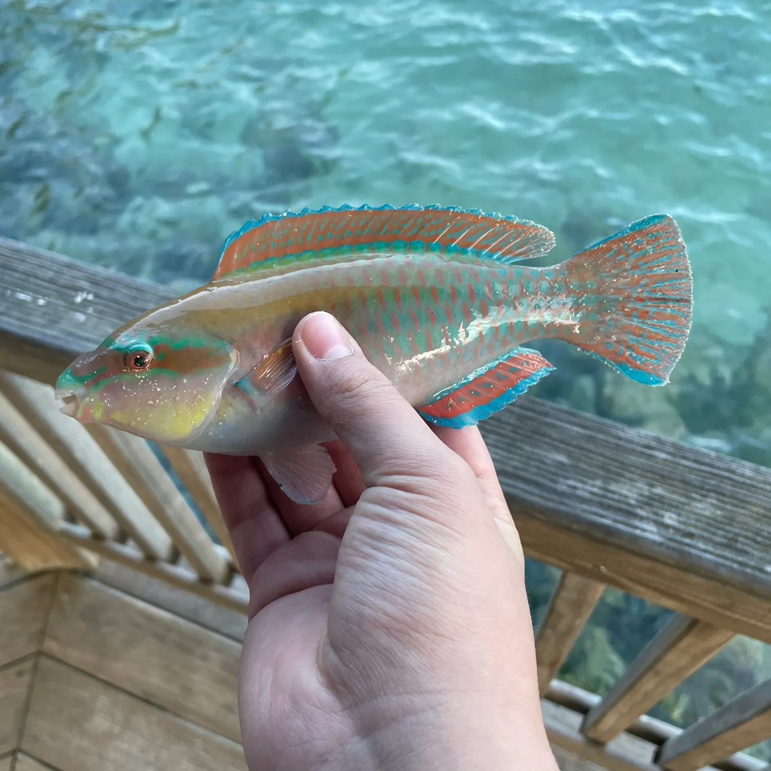 The most recent Redband Parrotfish catches on Fishbrain
