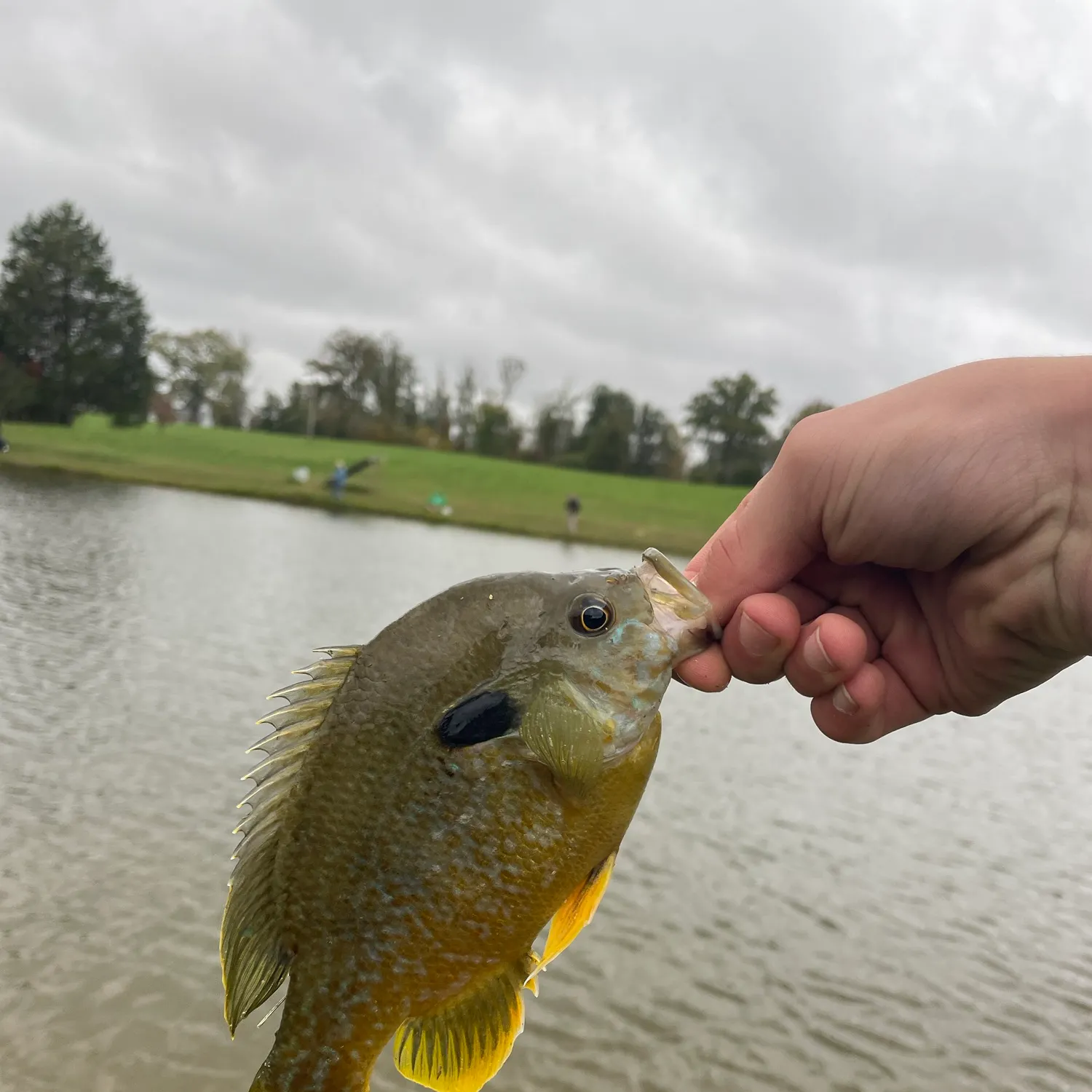 Greengill hybrid caught on Fishbrain