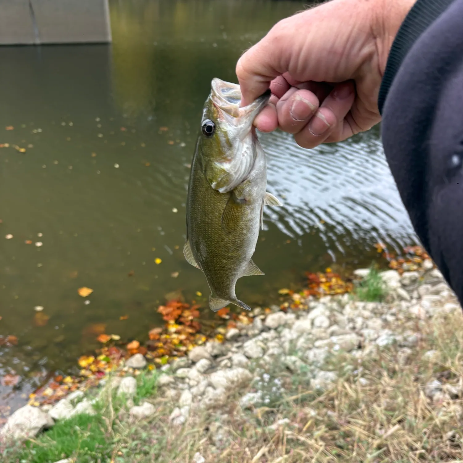 Smallmouth bass caught on Fishbrain