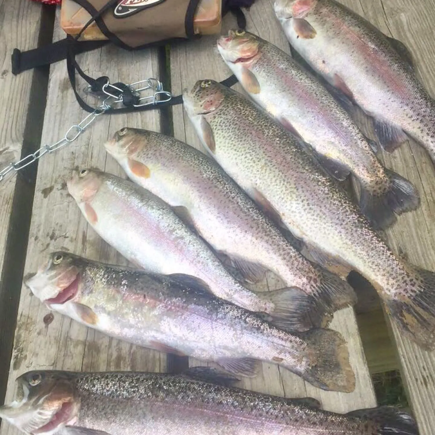 recently logged catches