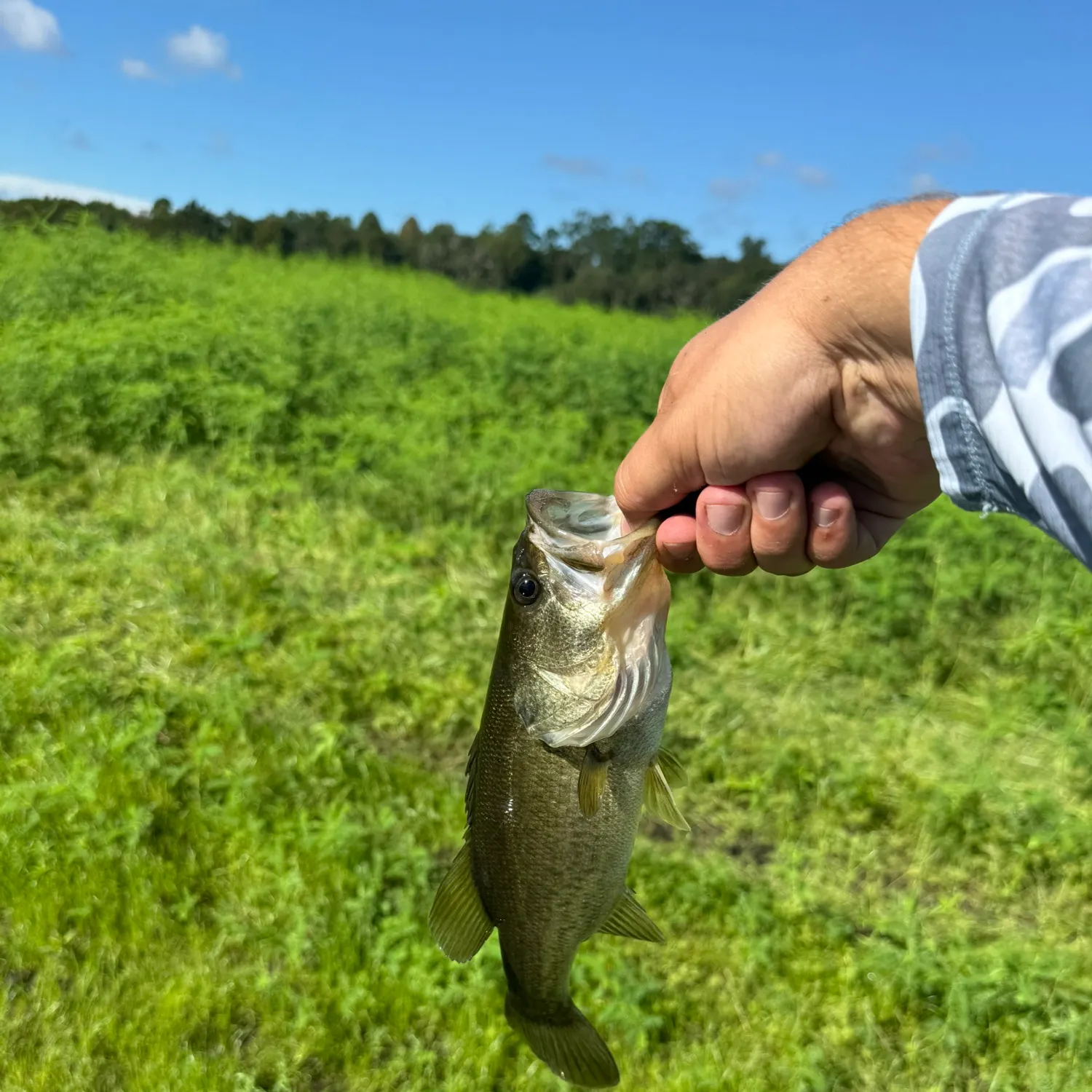 Largemouth bass caught on Fishbrain