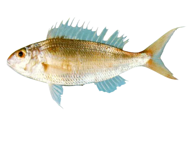 Notchedfin threadfin bream