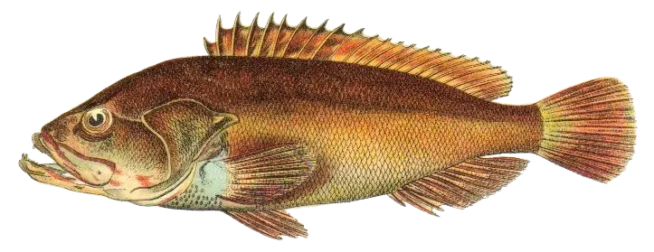 Dusky grouper