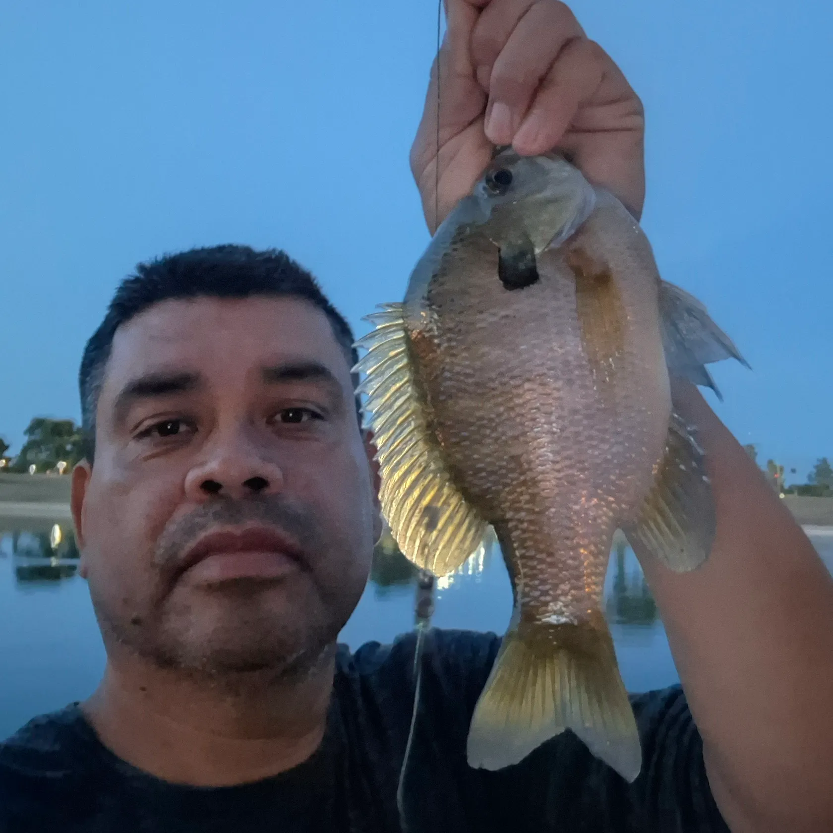 The most recent Bluegill catches on Fishbrain