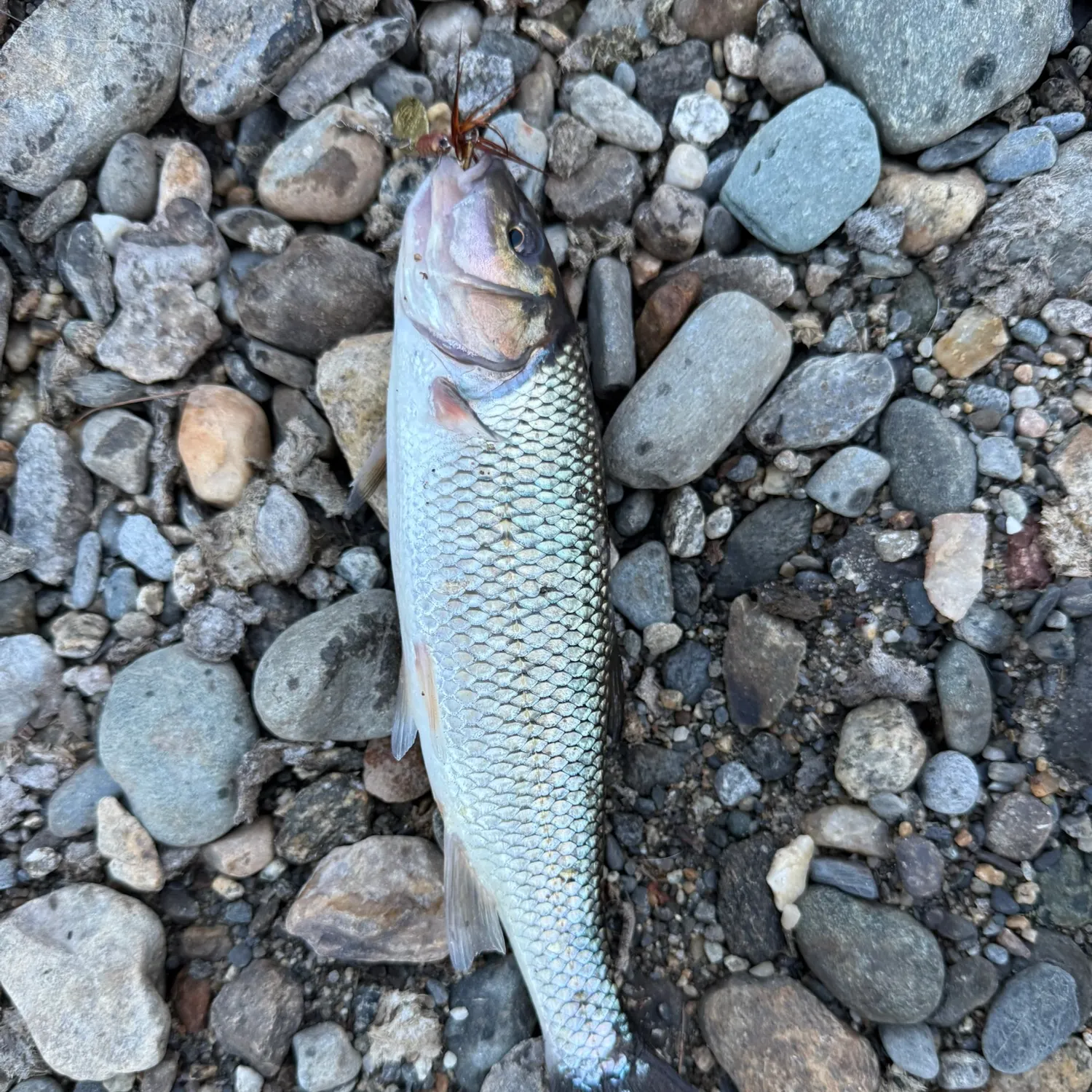 Fallfish caught on Fishbrain