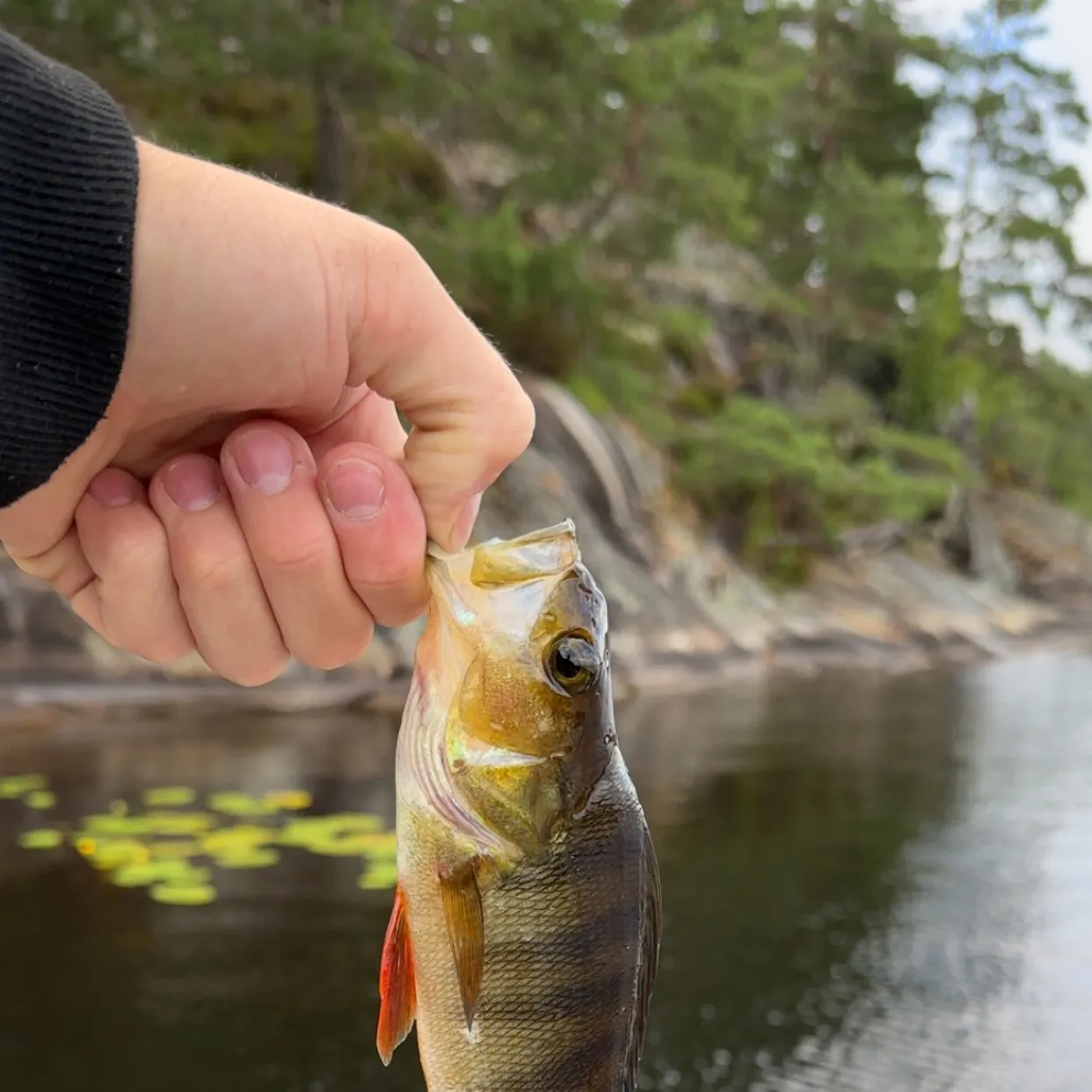 European perch caught on Fishbrain