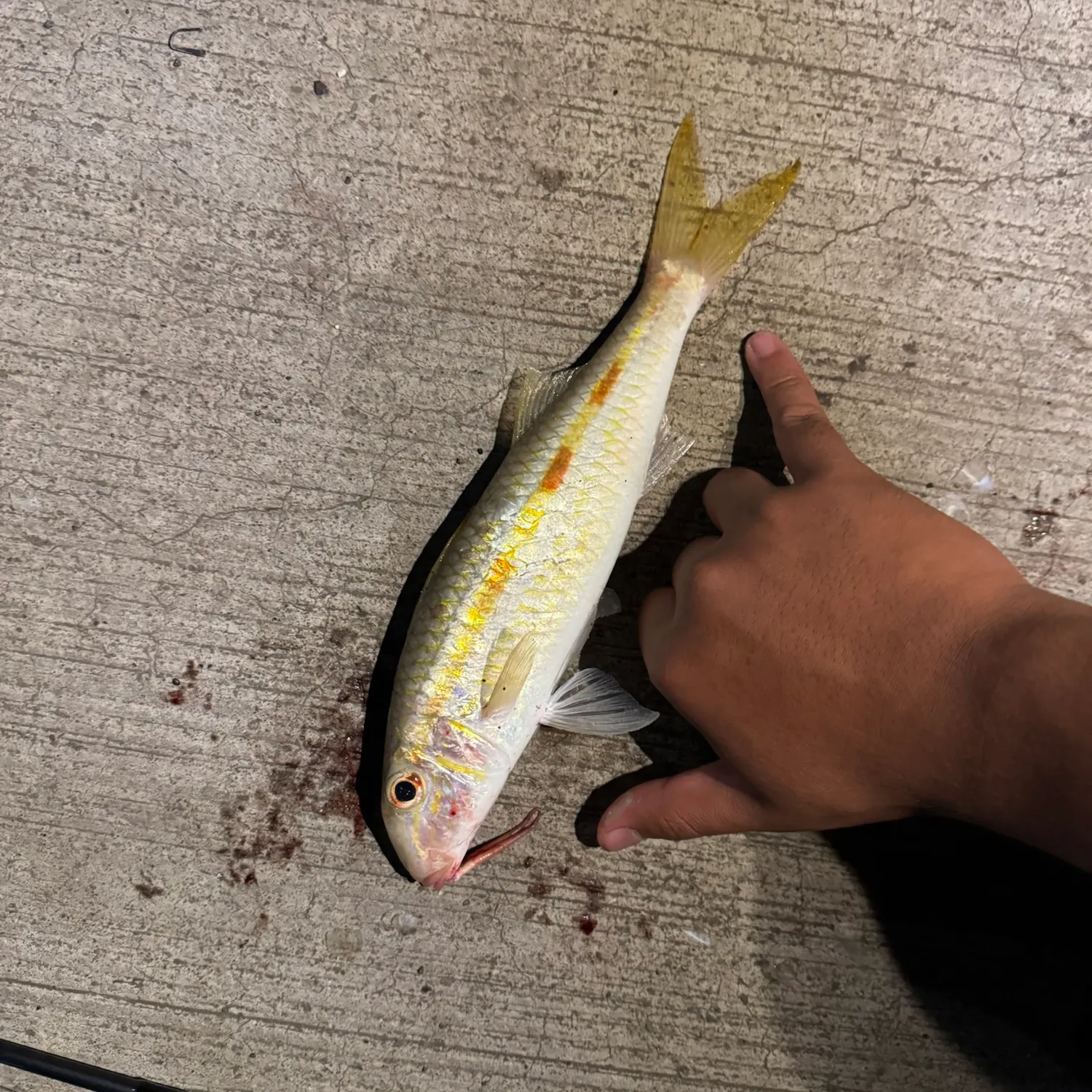 Yellowstripe goatfish caught on Fishbrain