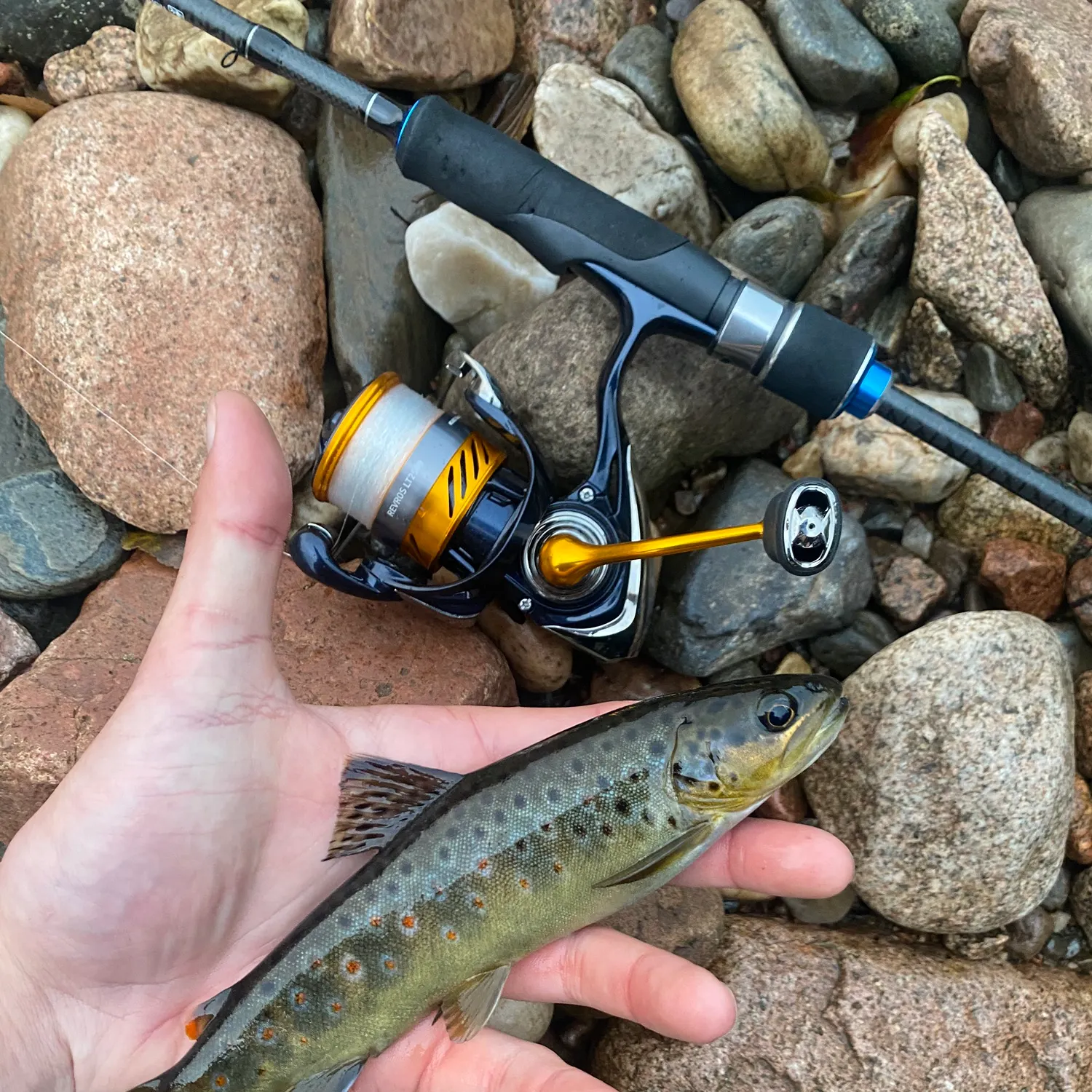 Brown trout caught on Fishbrain