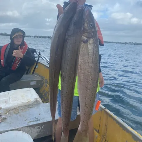 The most recent King George whiting catches on Fishbrain