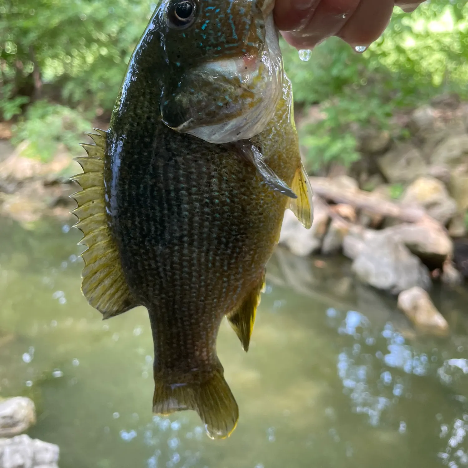 The most recent Green sunfish catches on Fishbrain