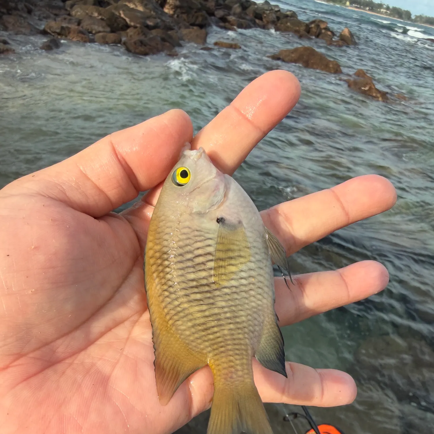 The most recent Hawaiian gregory catches on Fishbrain