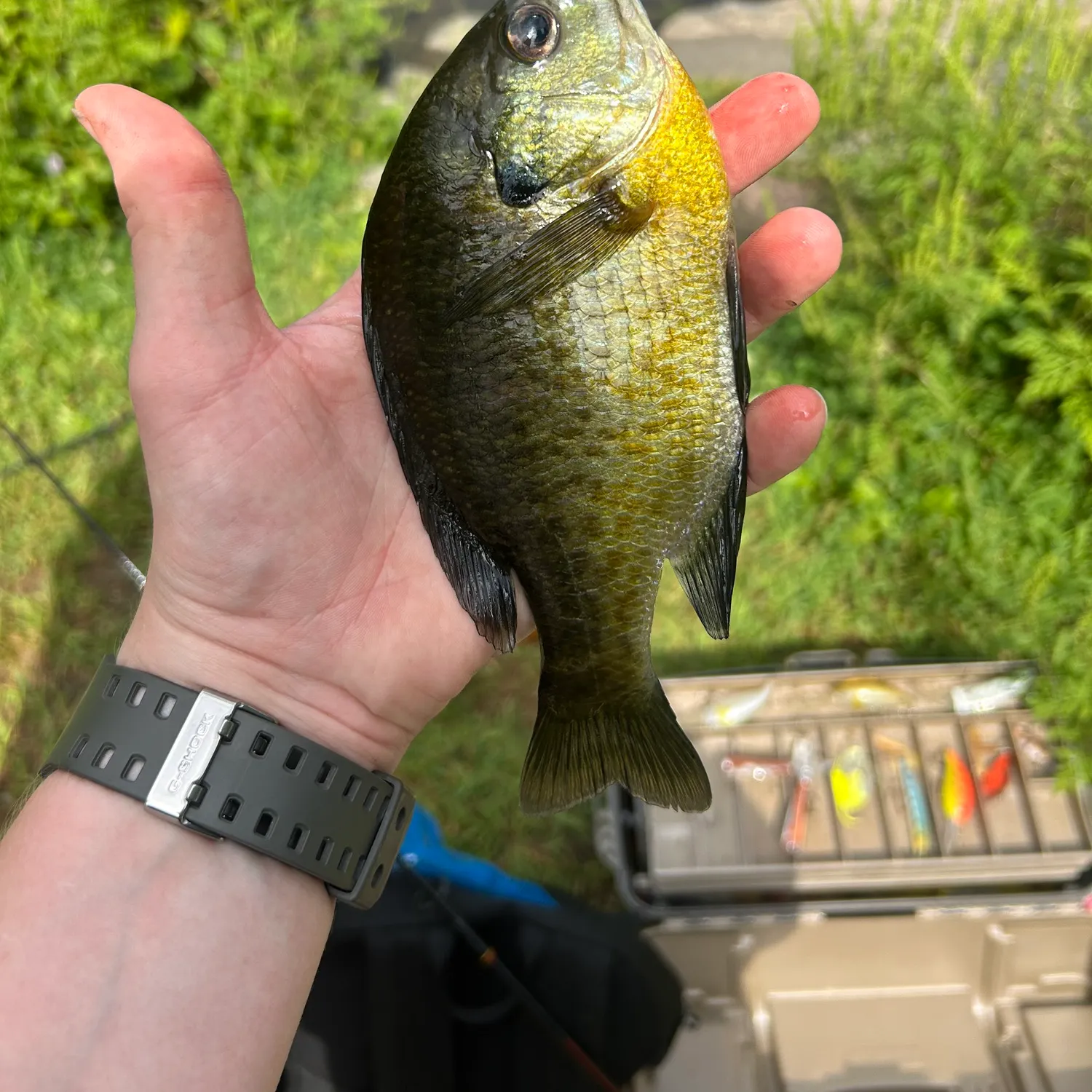 Bluegill caught on Fishbrain