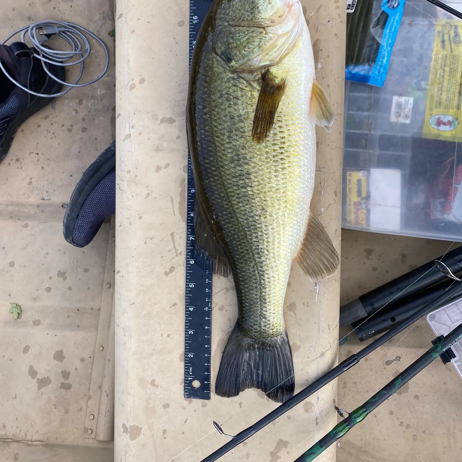 Largemouth bass caught on Fishbrain