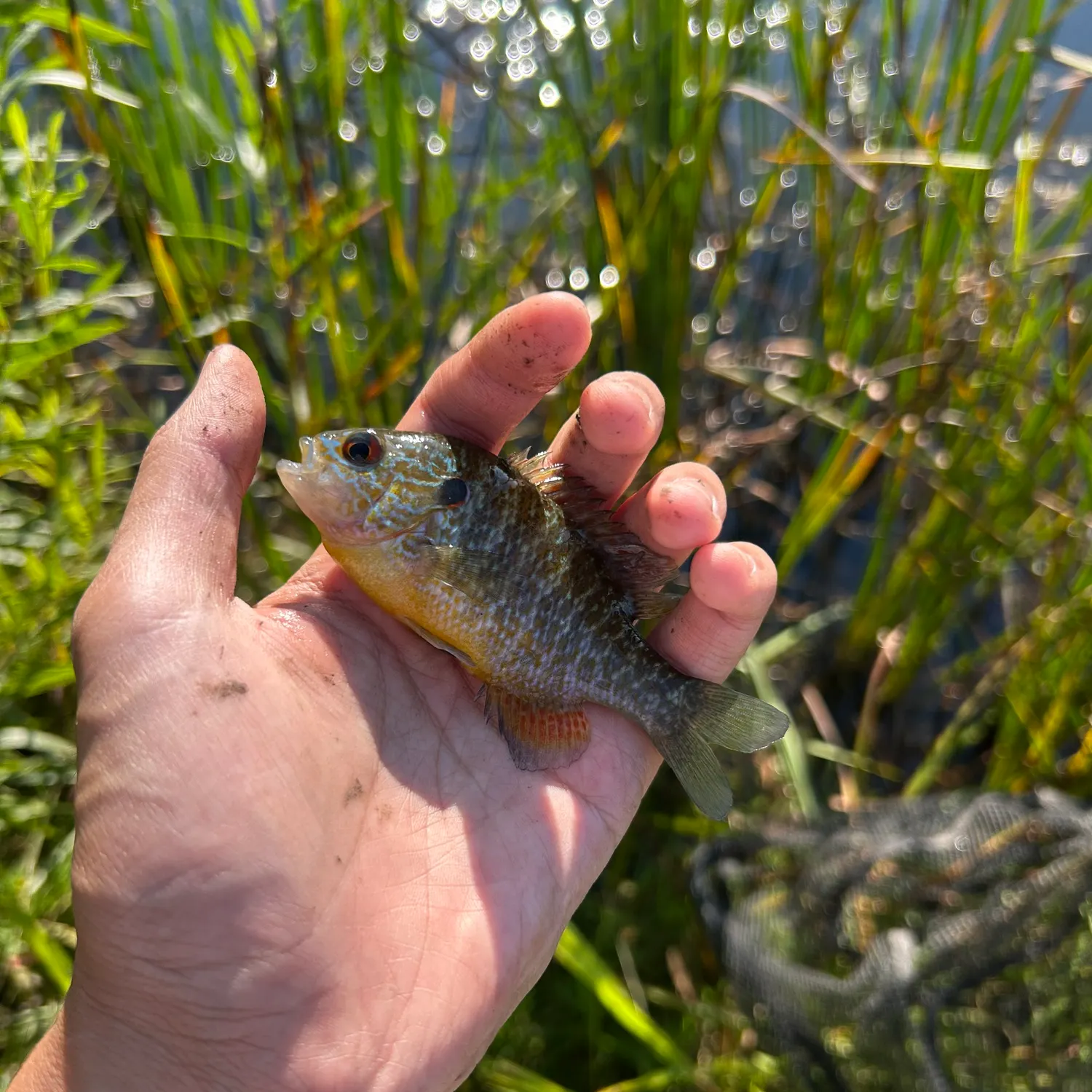 Greengill hybrid caught on Fishbrain