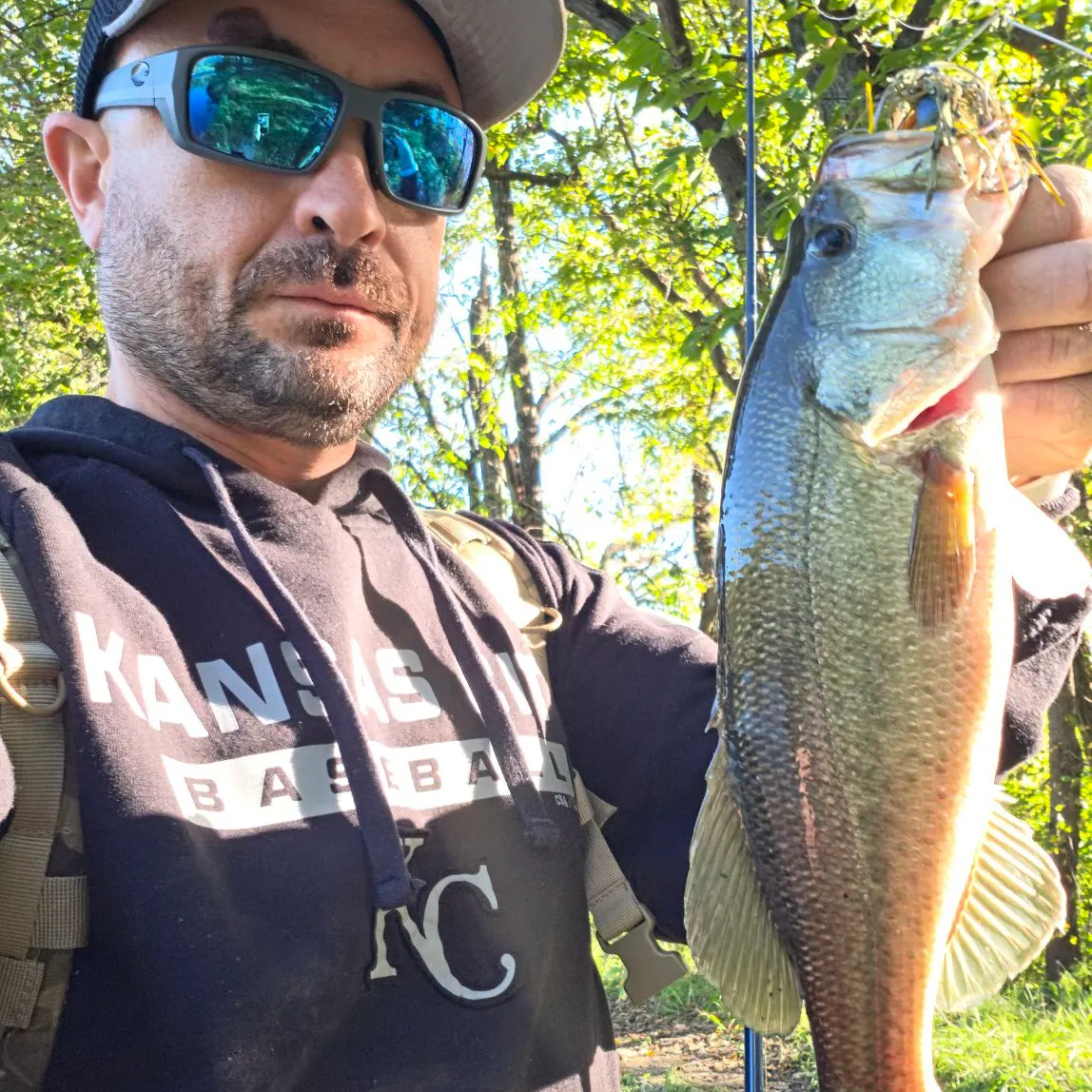Largemouth bass caught on Fishbrain