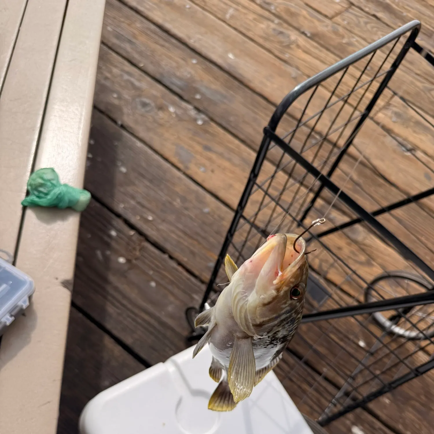Spotted sand bass caught on Fishbrain