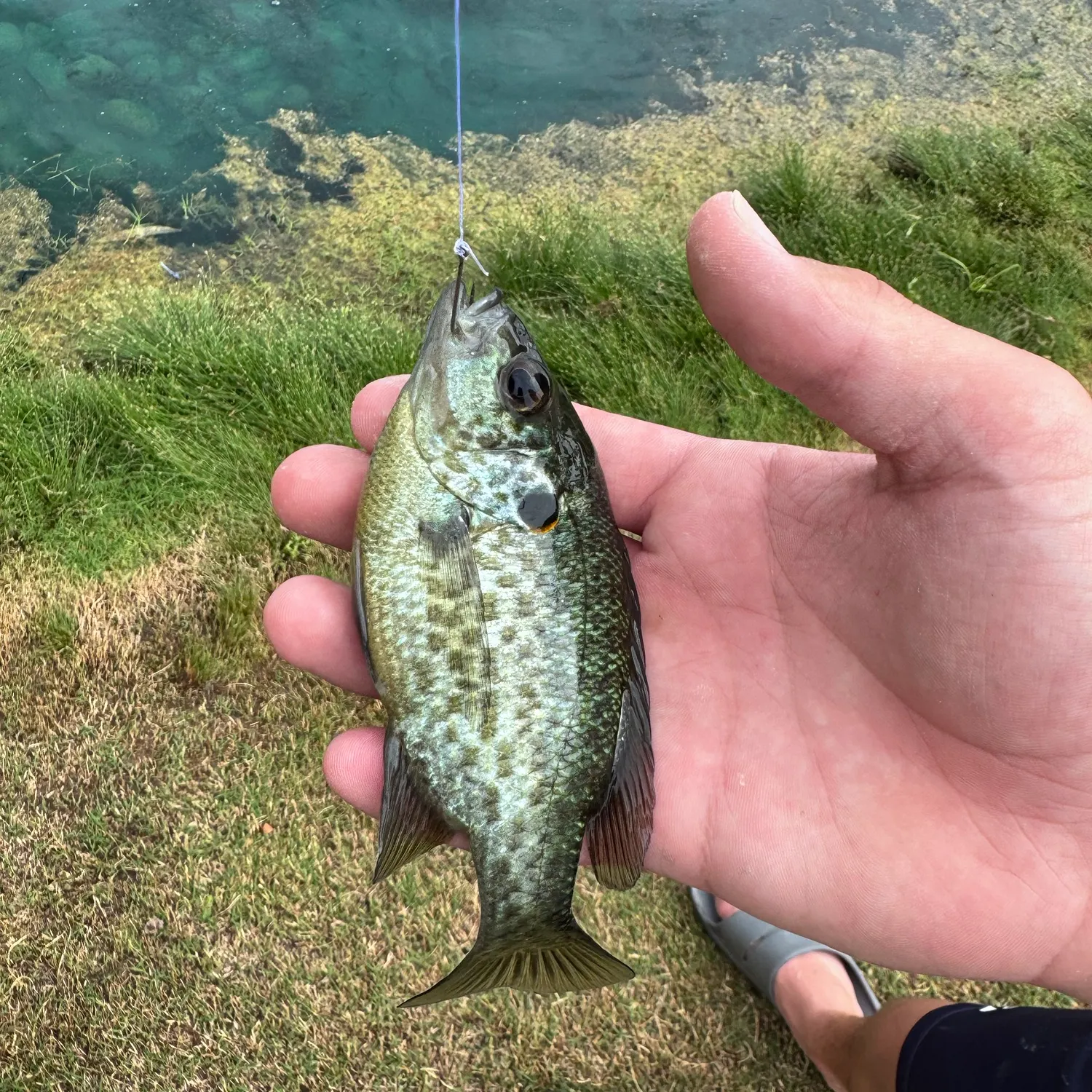Redear sunfish caught on Fishbrain