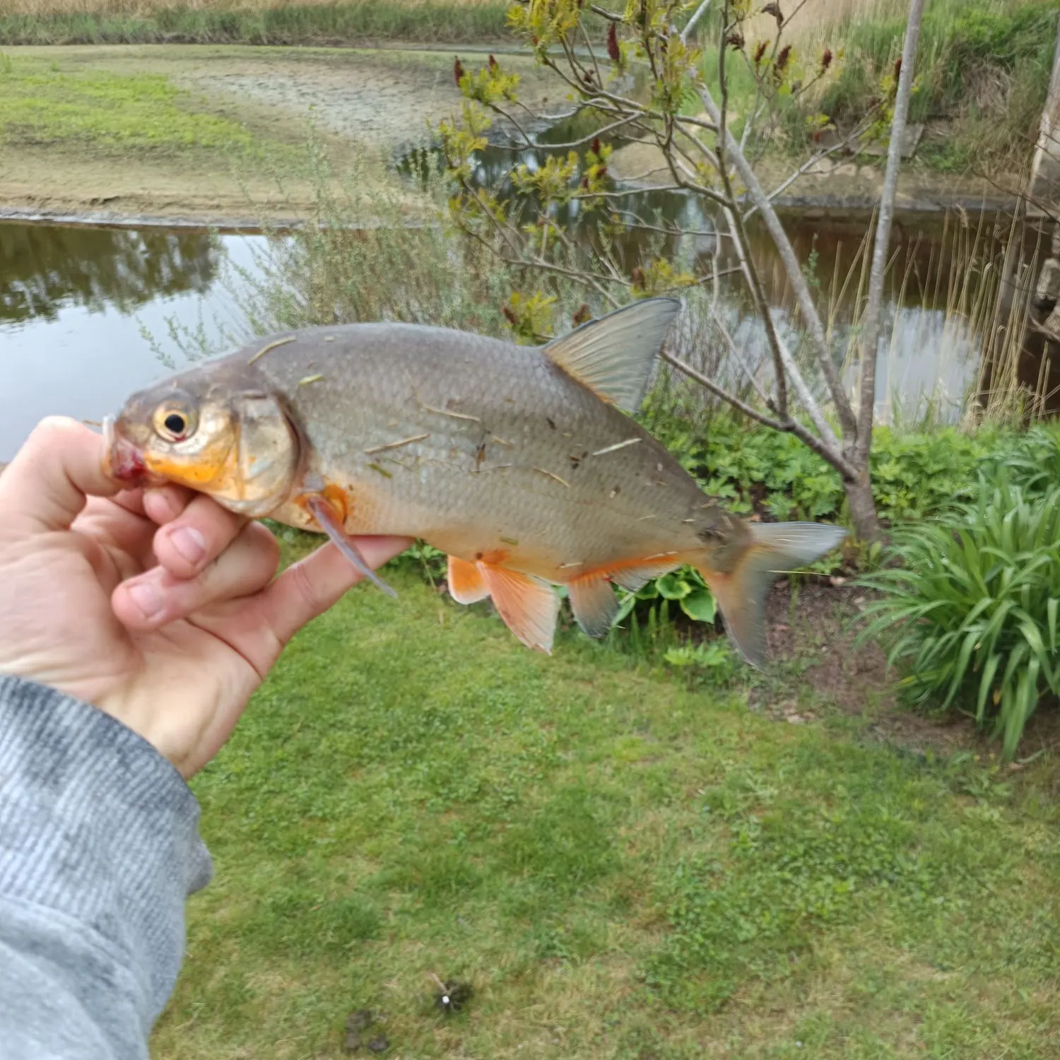 The most recent European chub catches on Fishbrain