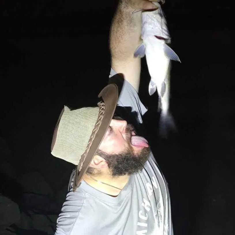 The most popular recent Giant river-catfish catch on Fishbrain