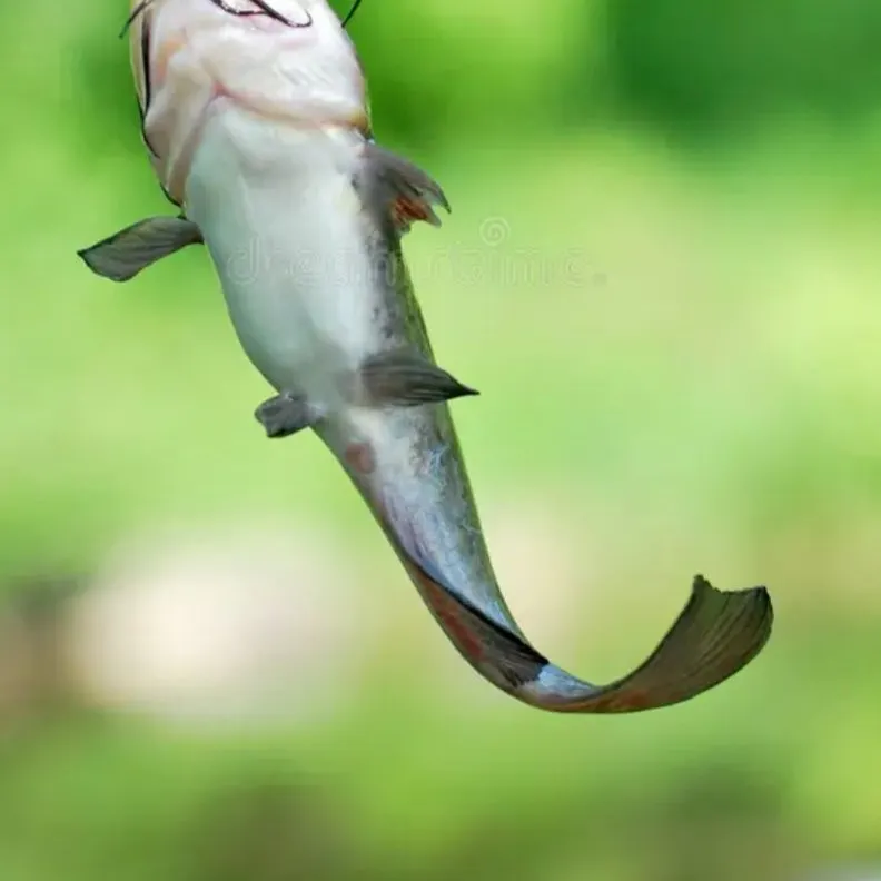Black bullhead caught on Fishbrain