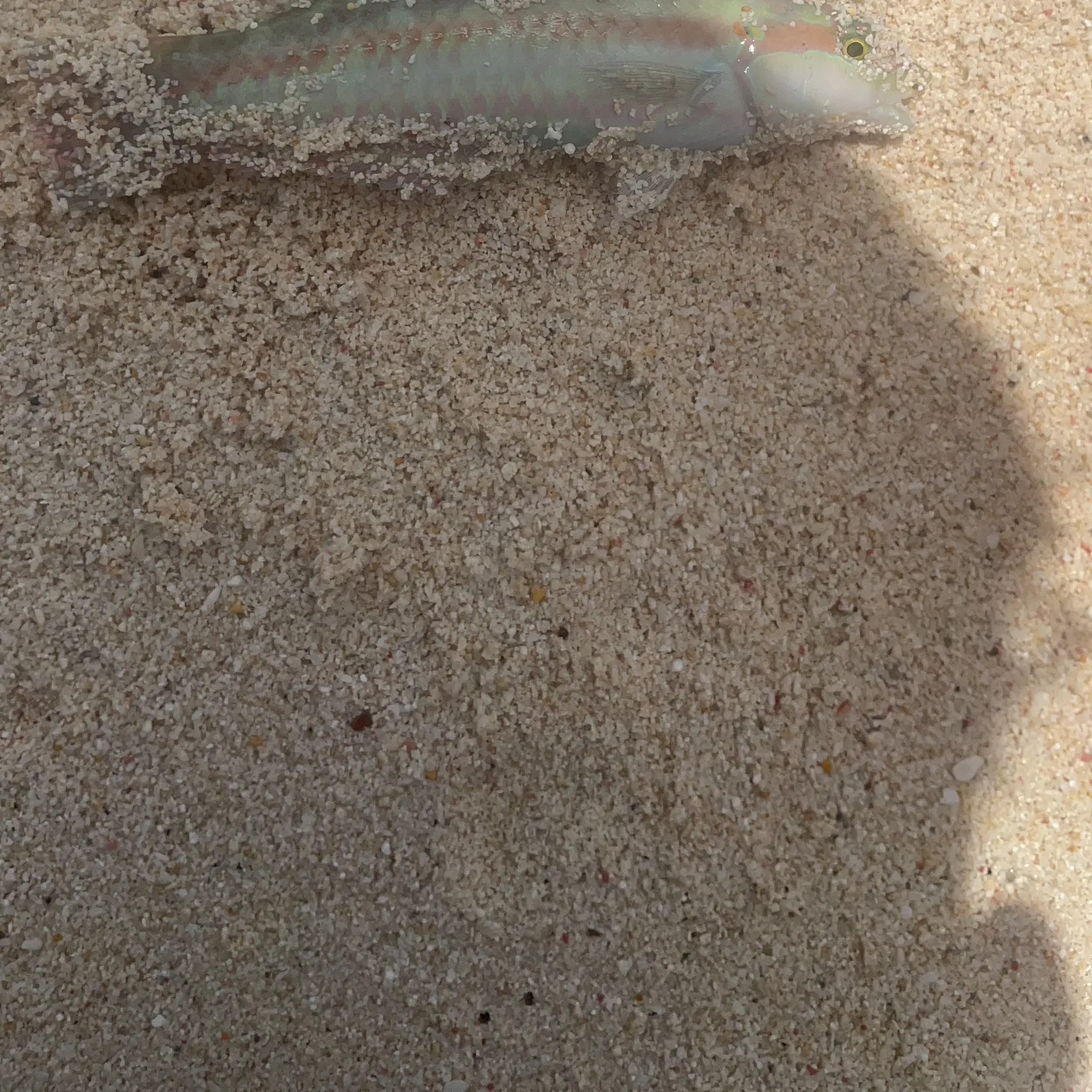 The most recent Slippery dick wrasse catches on Fishbrain
