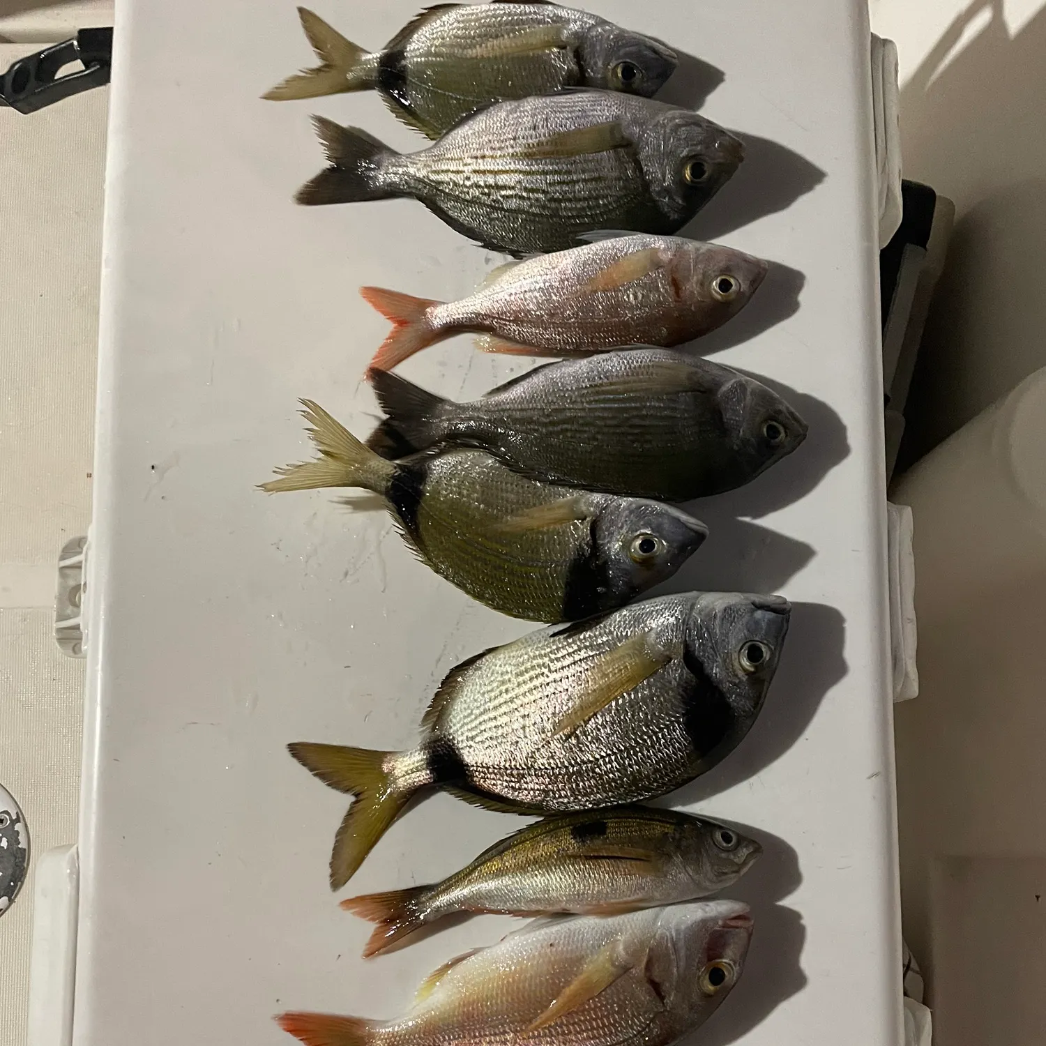Gilthead seabream caught on Fishbrain