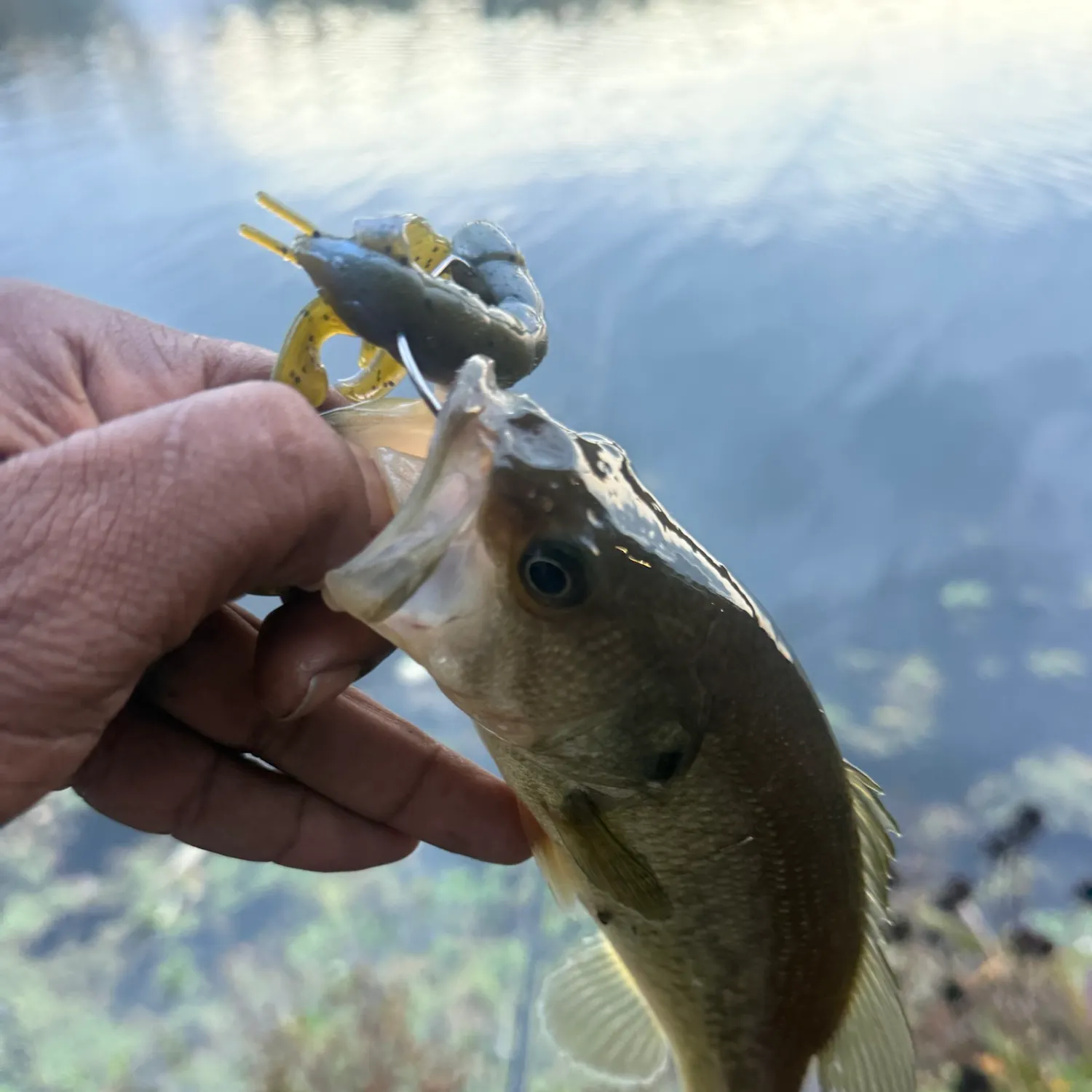 Largemouth bass caught on Fishbrain
