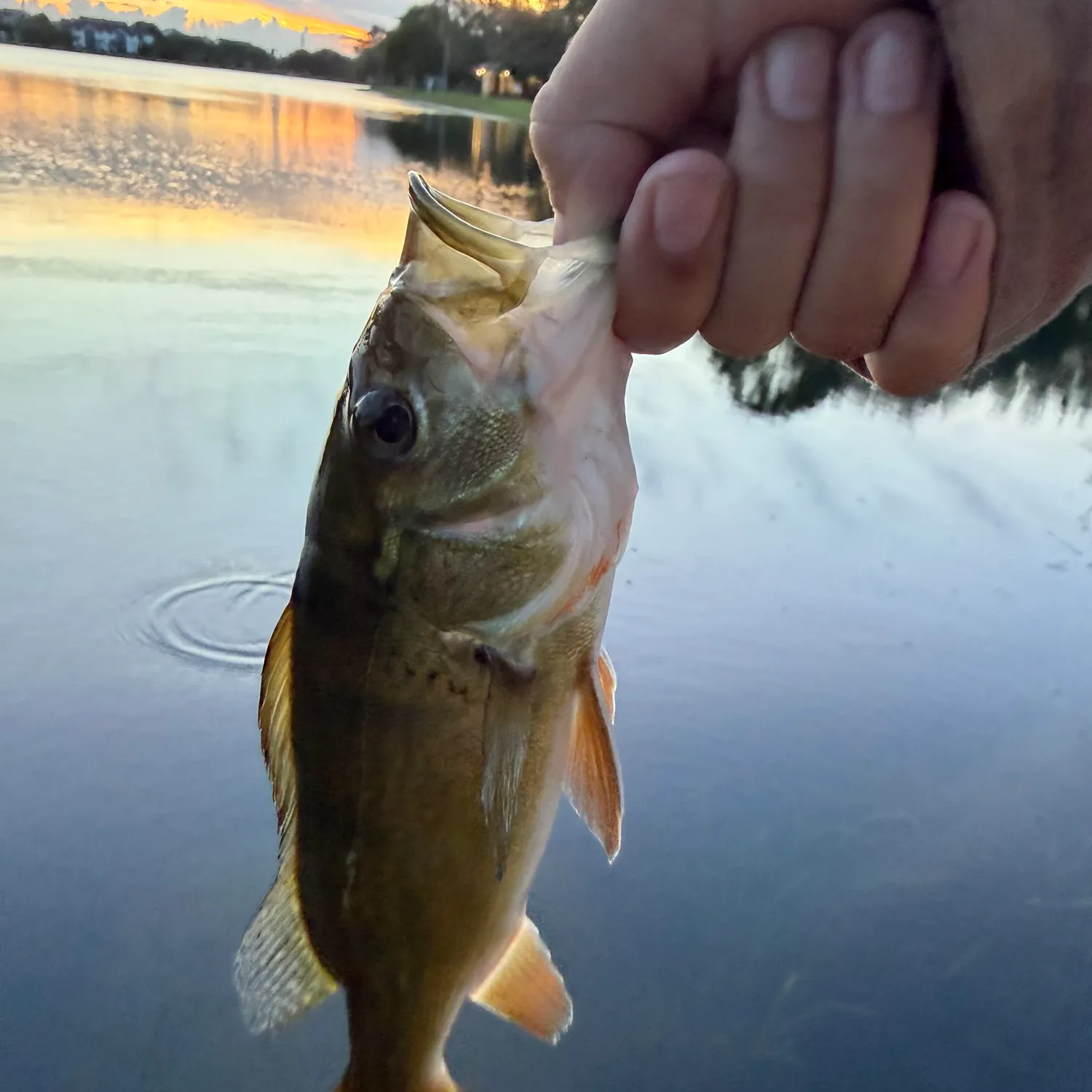 Butterfly peacock bass caught on Fishbrain
