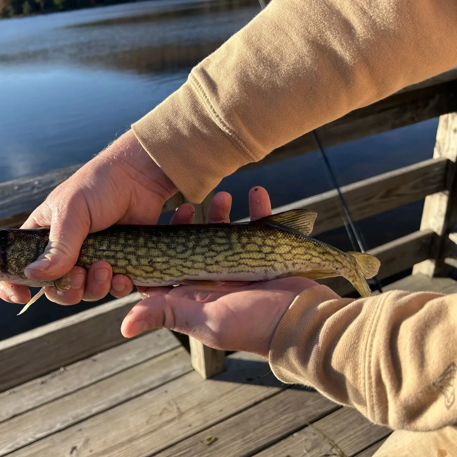Chain pickerel caught on Fishbrain