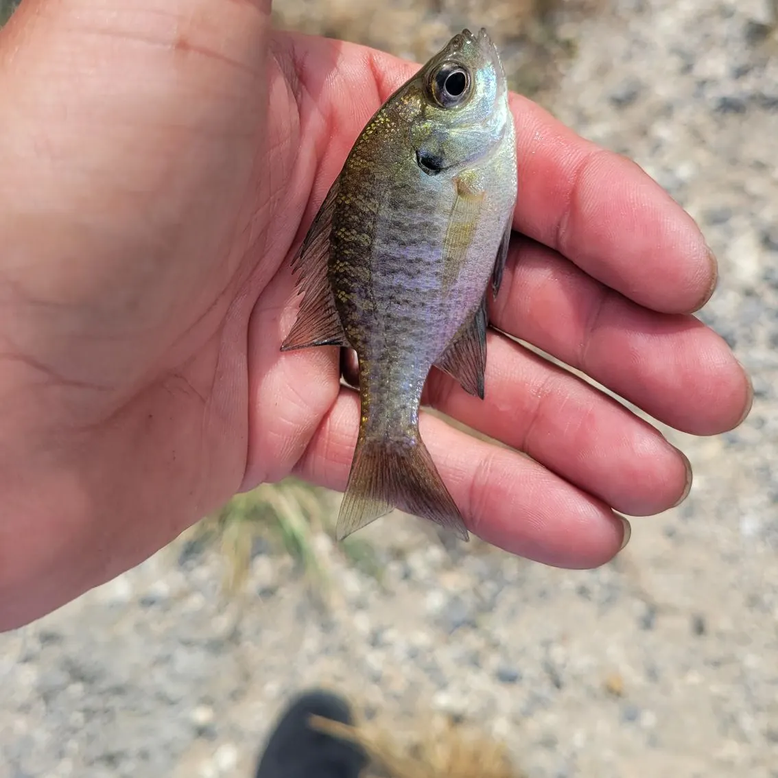 Bluegill caught on Fishbrain