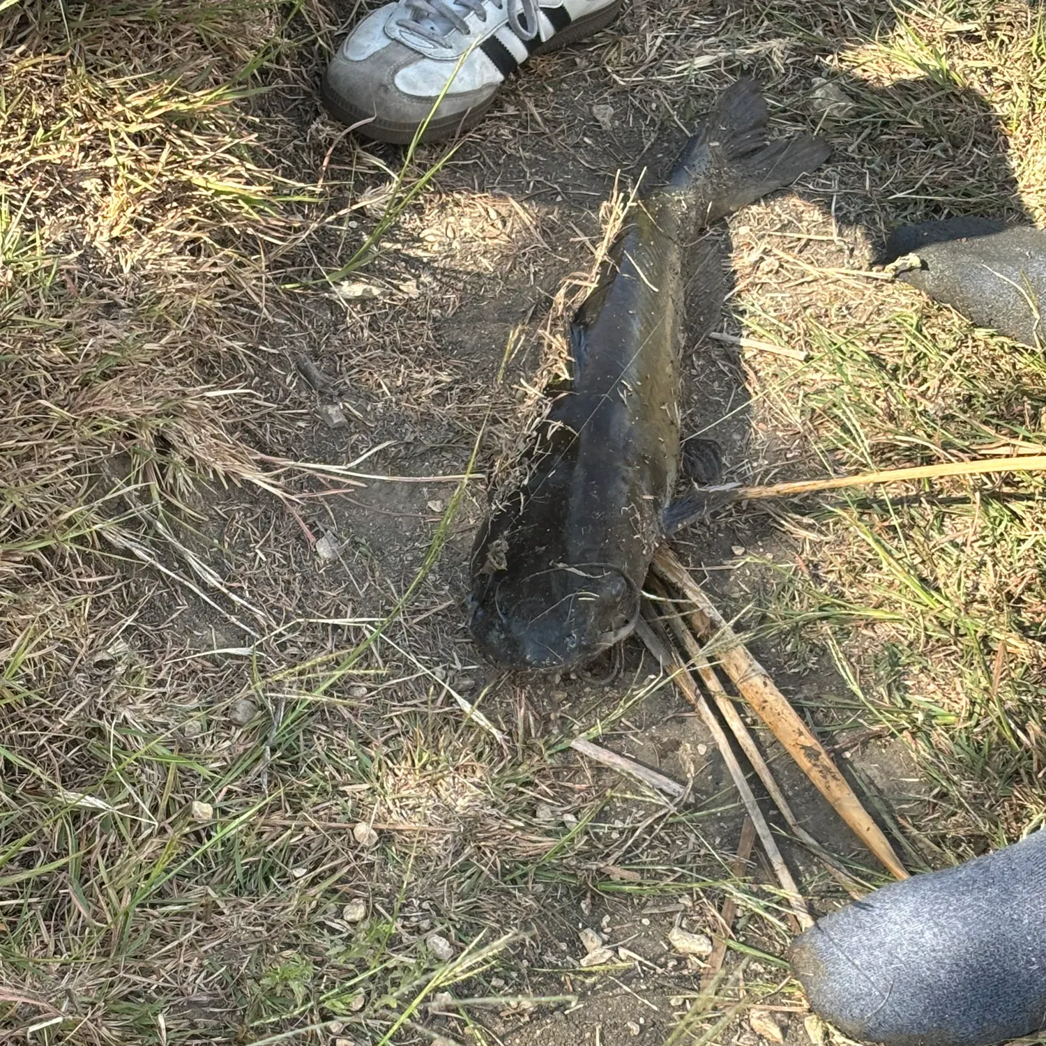 Fish caught on Fishbrain