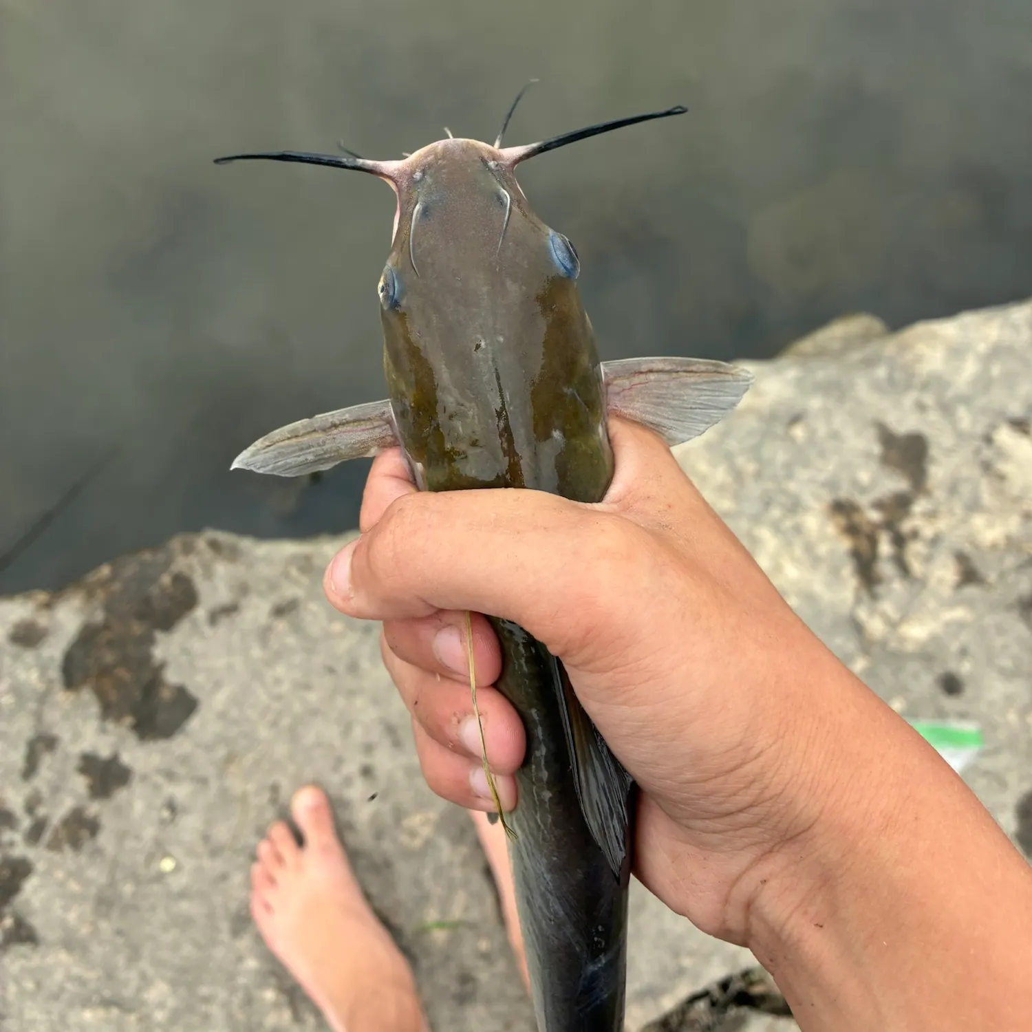 Channel catfish caught on Fishbrain