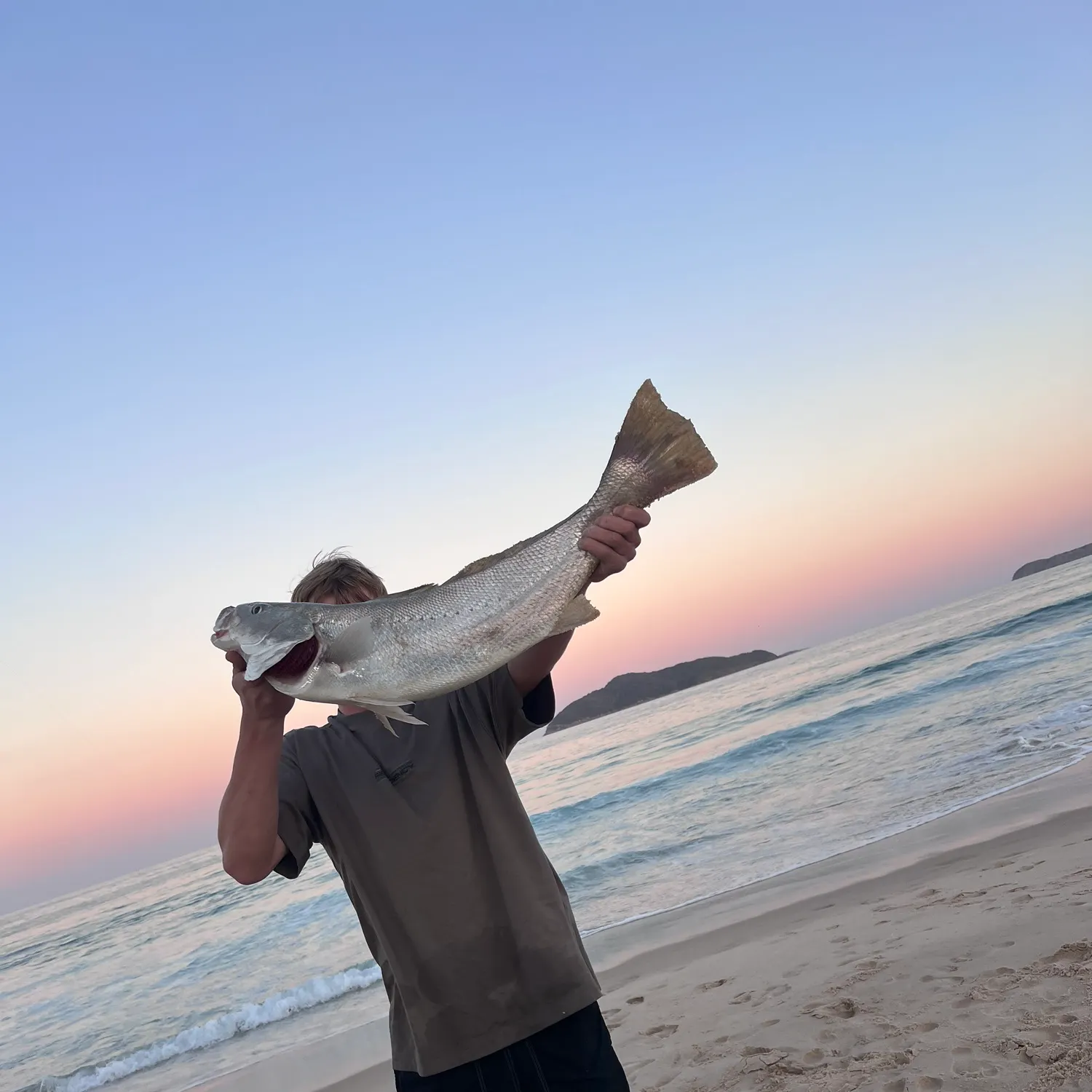 Japanese meagre caught on Fishbrain