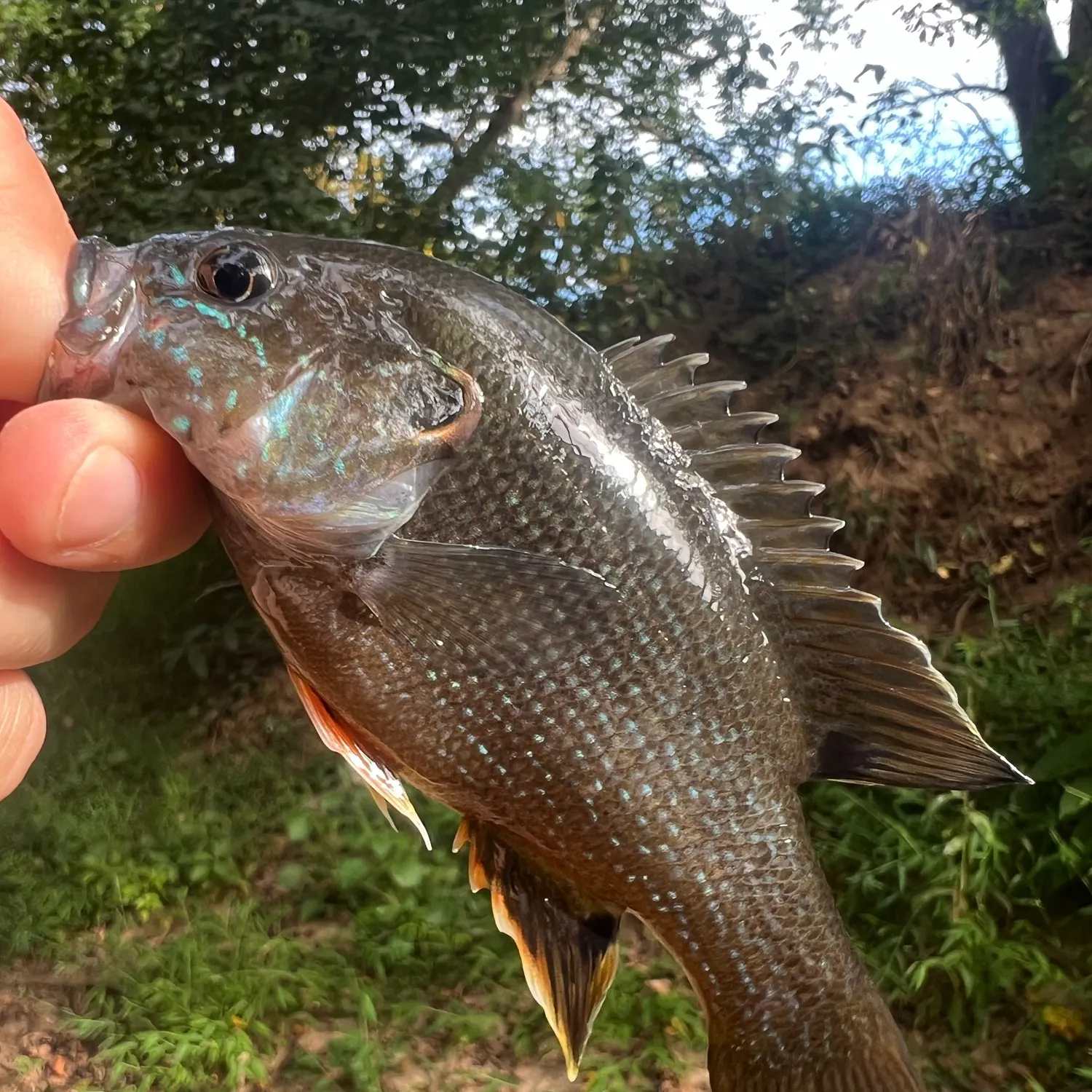 Green sunfish caught on Fishbrain