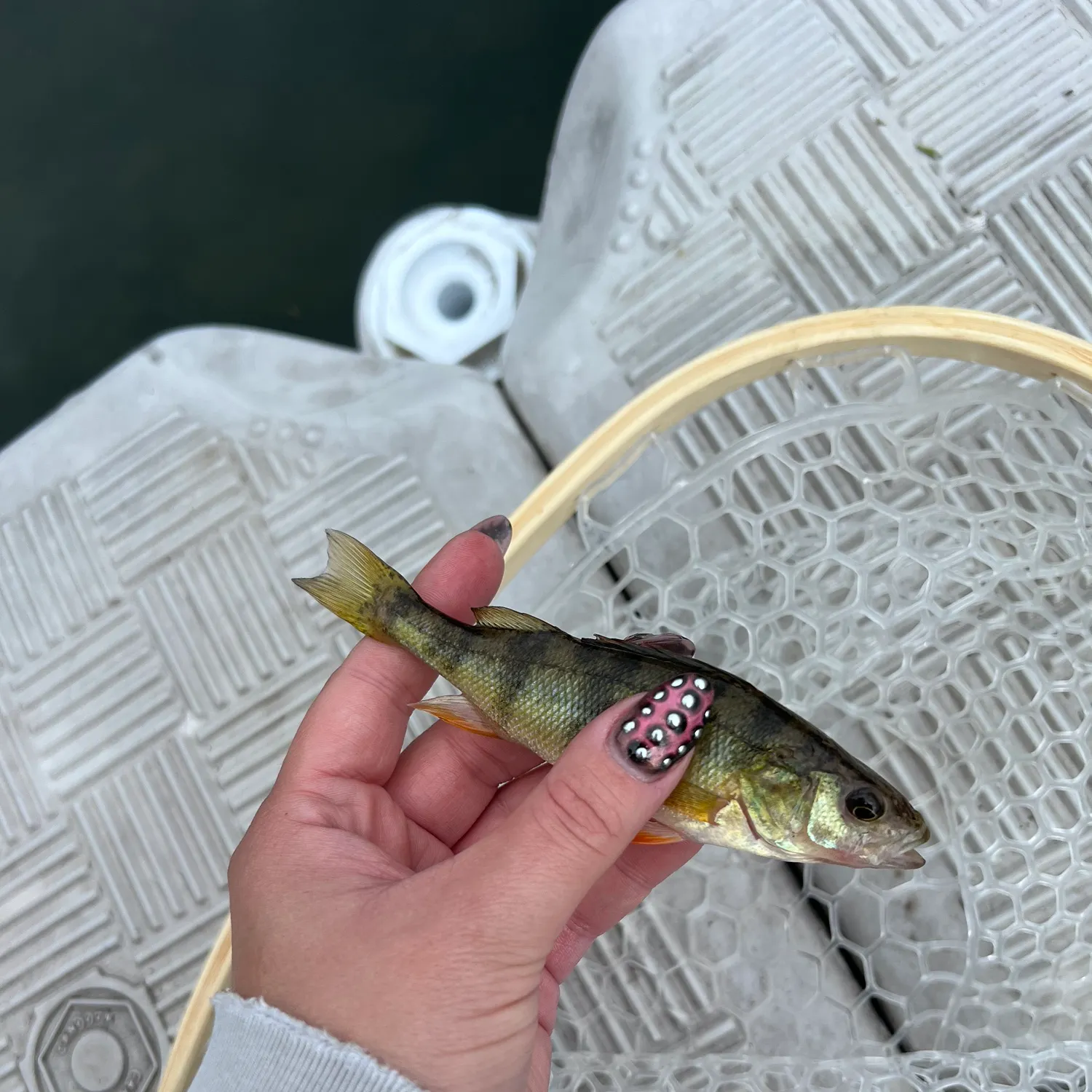 Yellow perch caught on Fishbrain