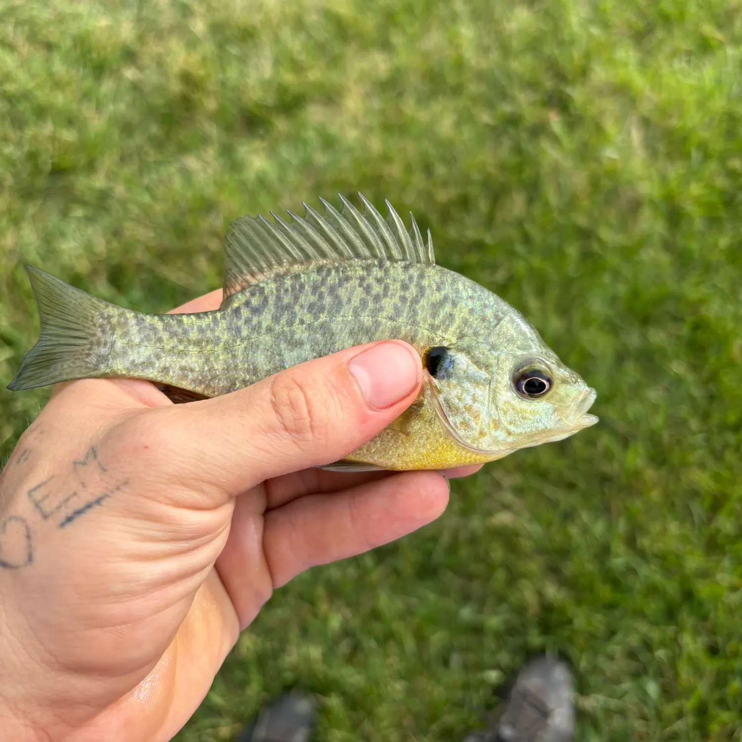 The most recent Redear x bluegill catches on Fishbrain
