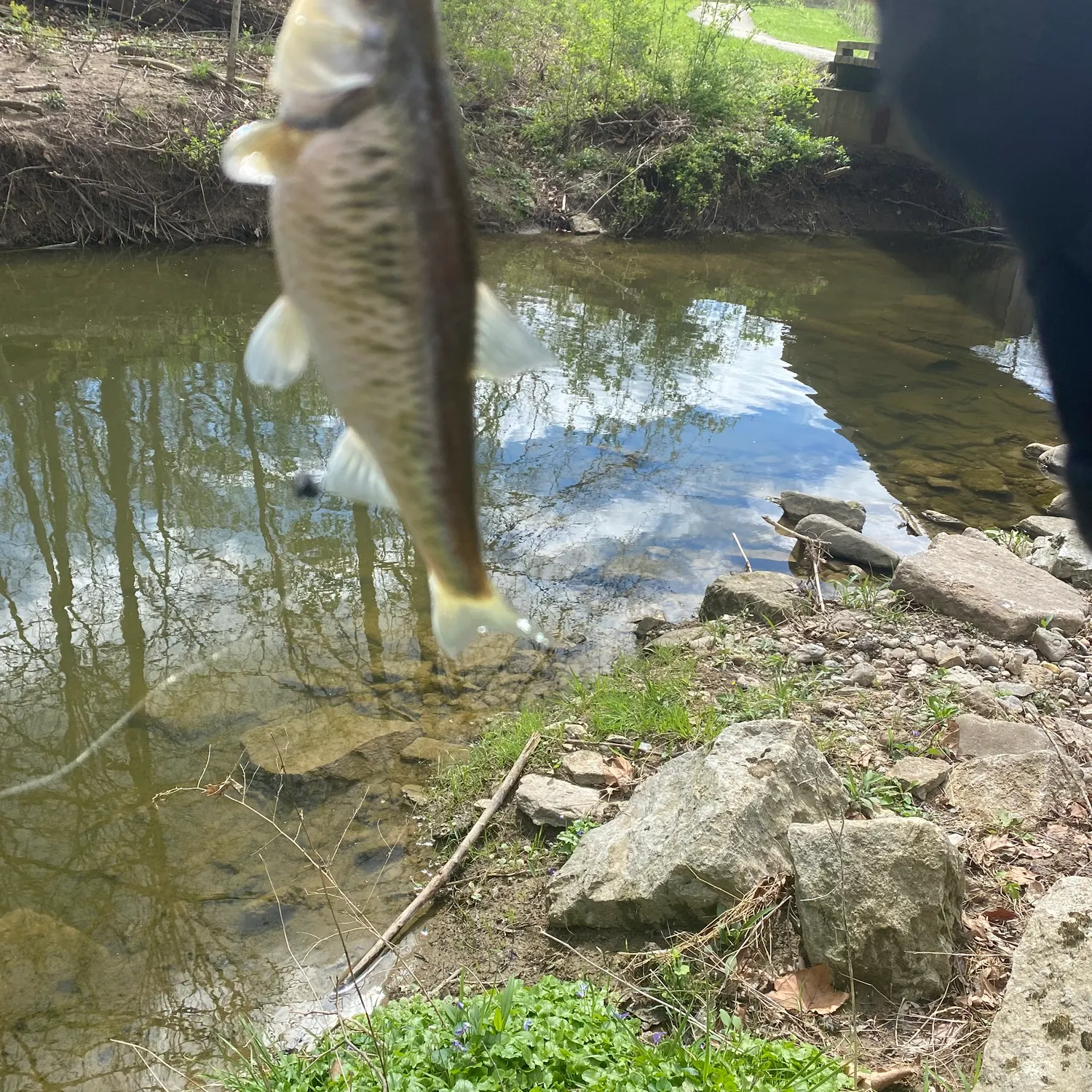 The most recent Striped shiner catches on Fishbrain