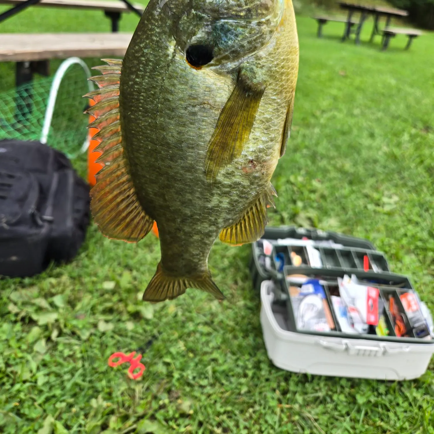 Fish caught on Fishbrain