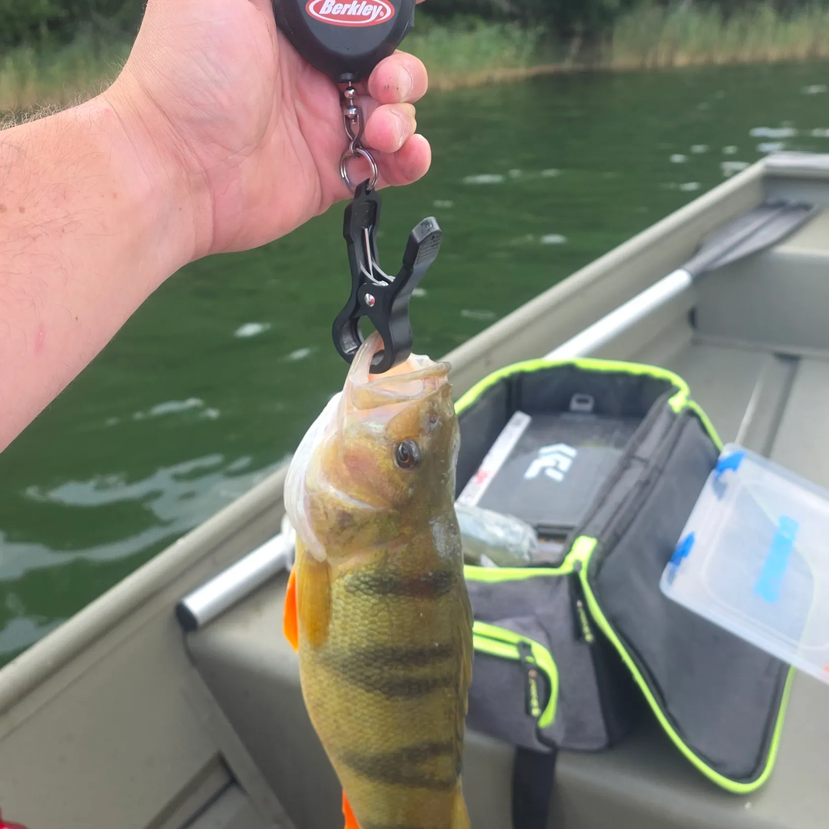 The most recent European perch catches on Fishbrain