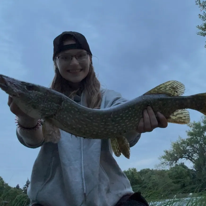 Northern pike caught on Fishbrain