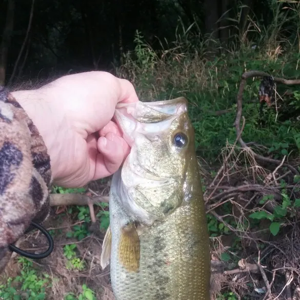 angler catch