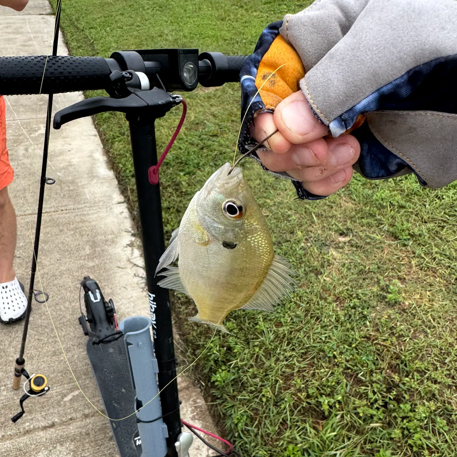 Bluegill caught on Fishbrain