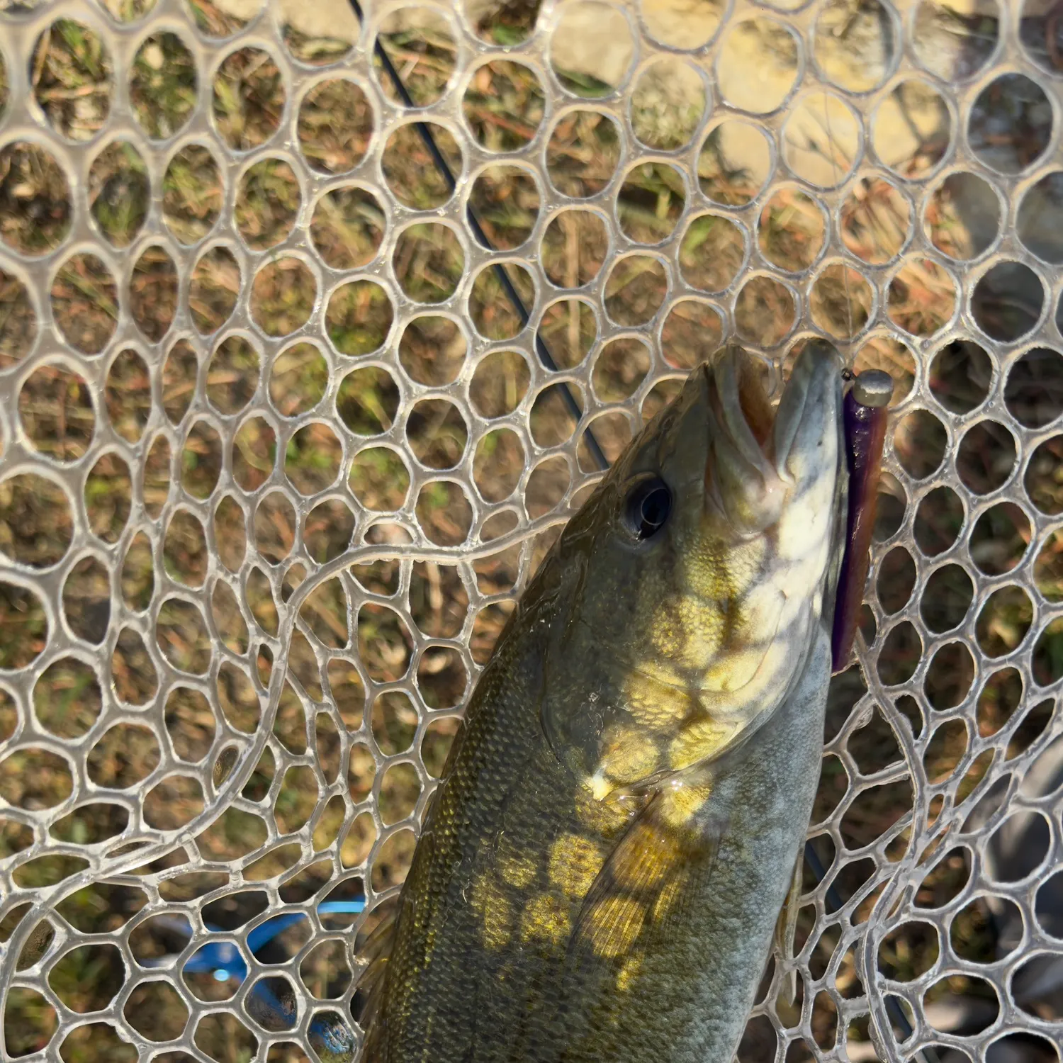 Smallmouth bass caught on Fishbrain