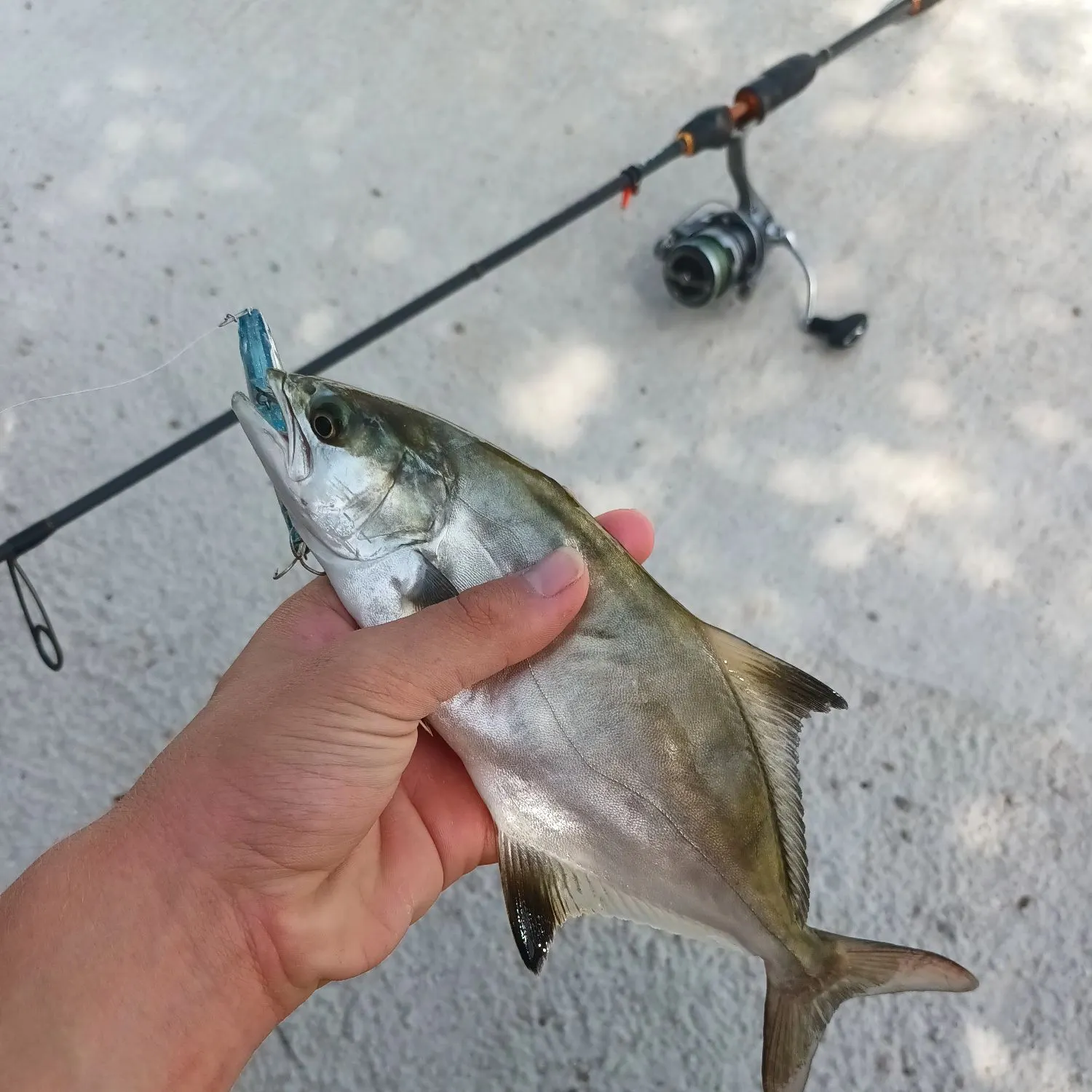 Leerfish caught on Fishbrain