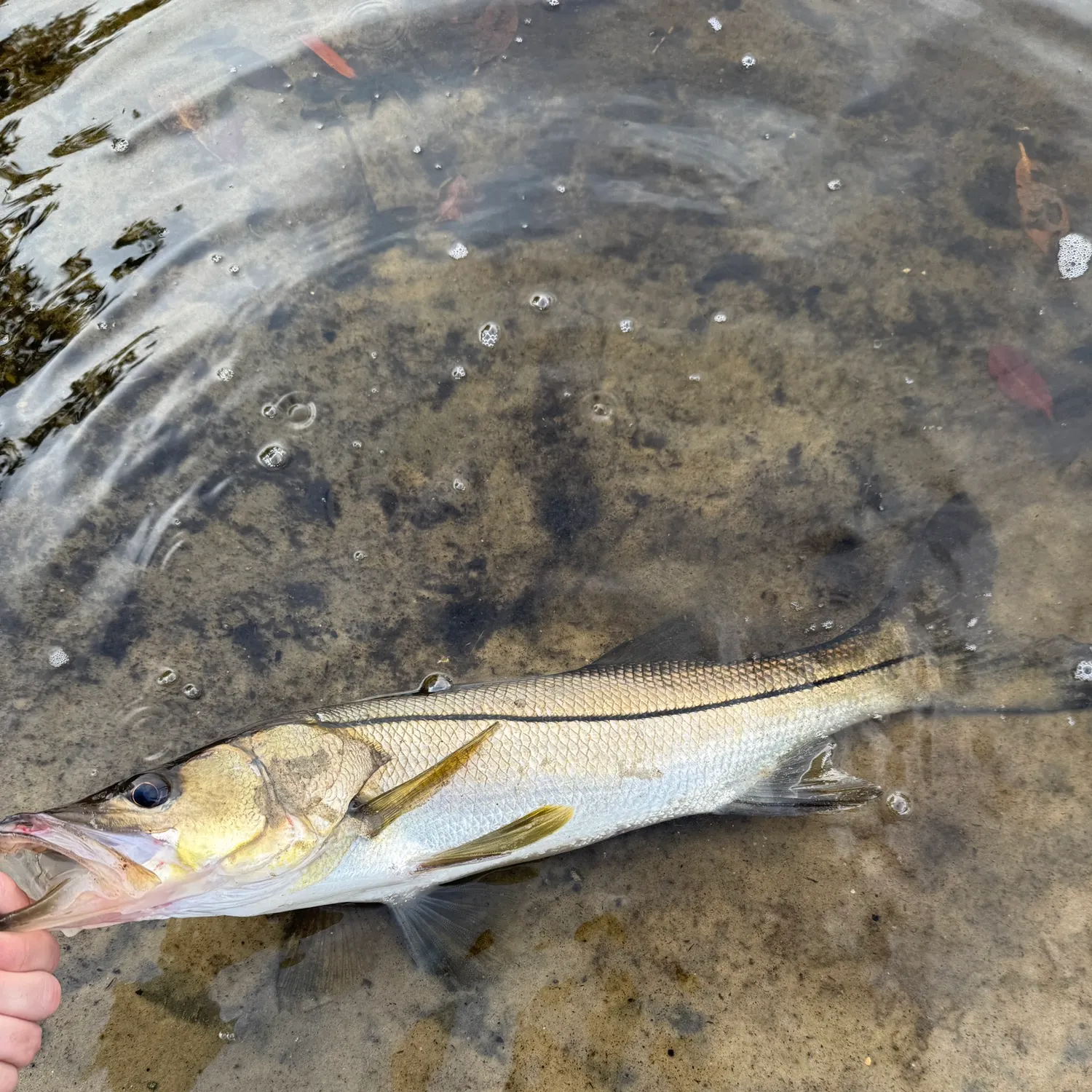 Common snook caught on Fishbrain